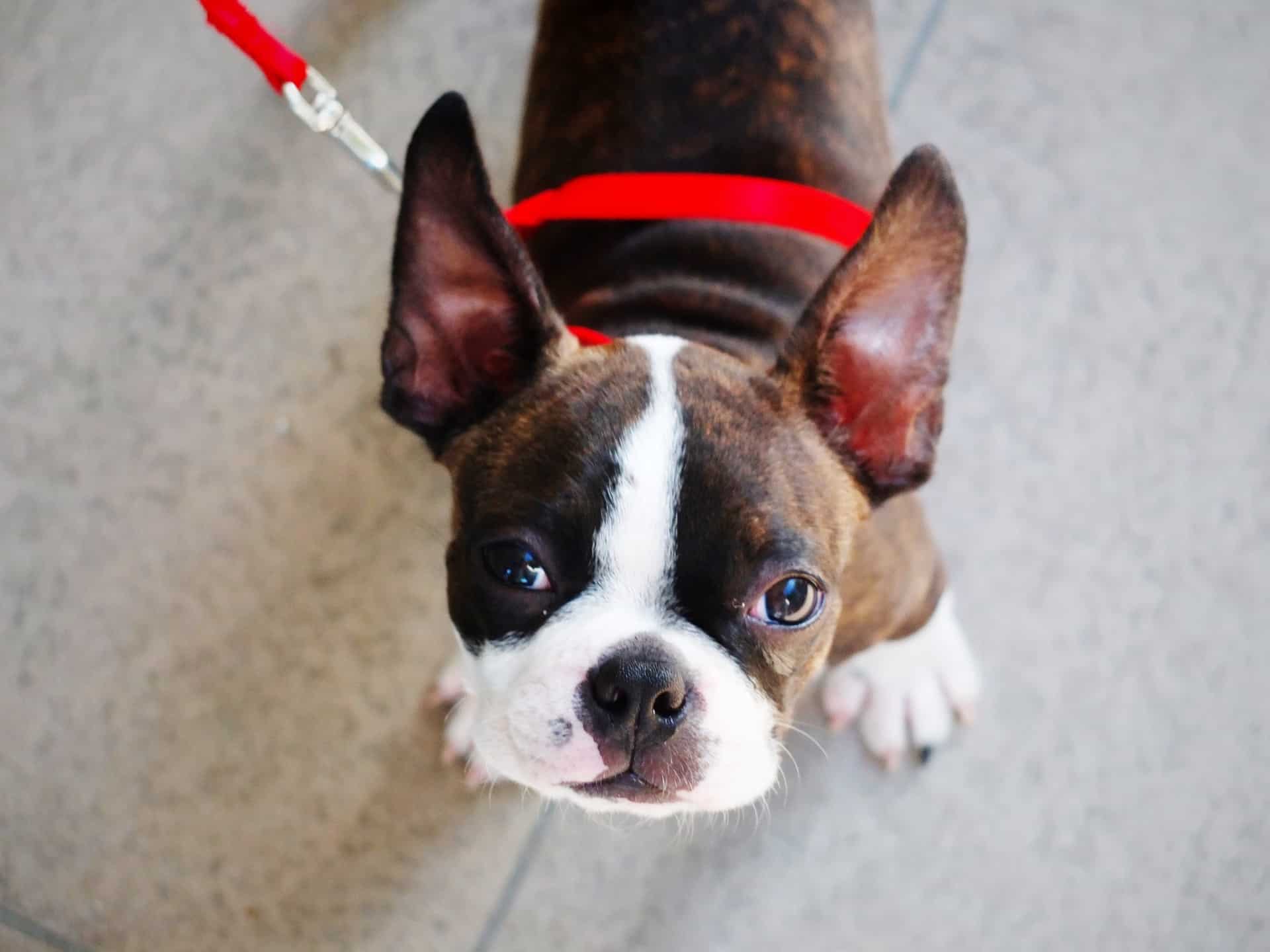 Boston Terrier Looking Up