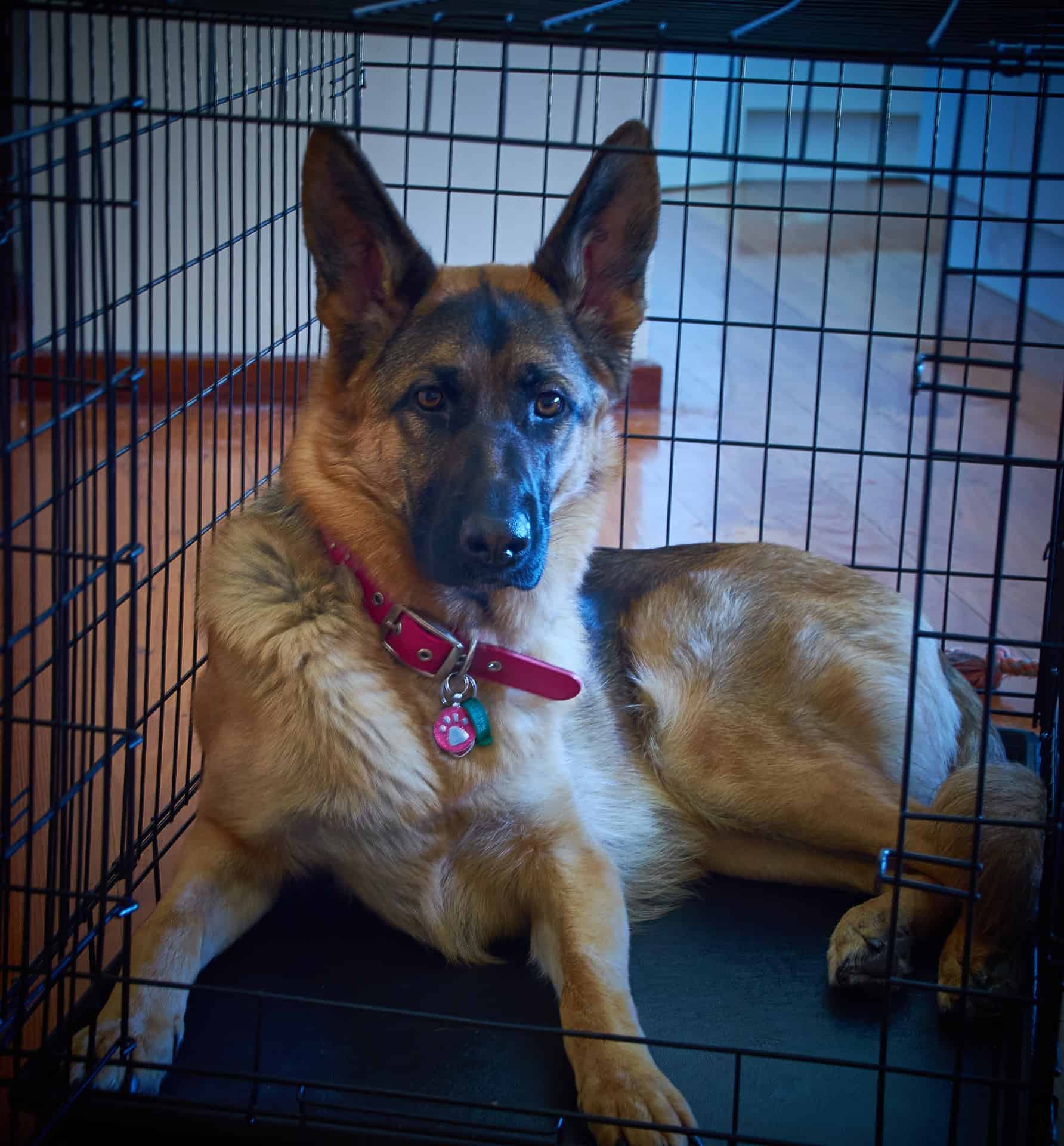 German Shepherd in Open Cage