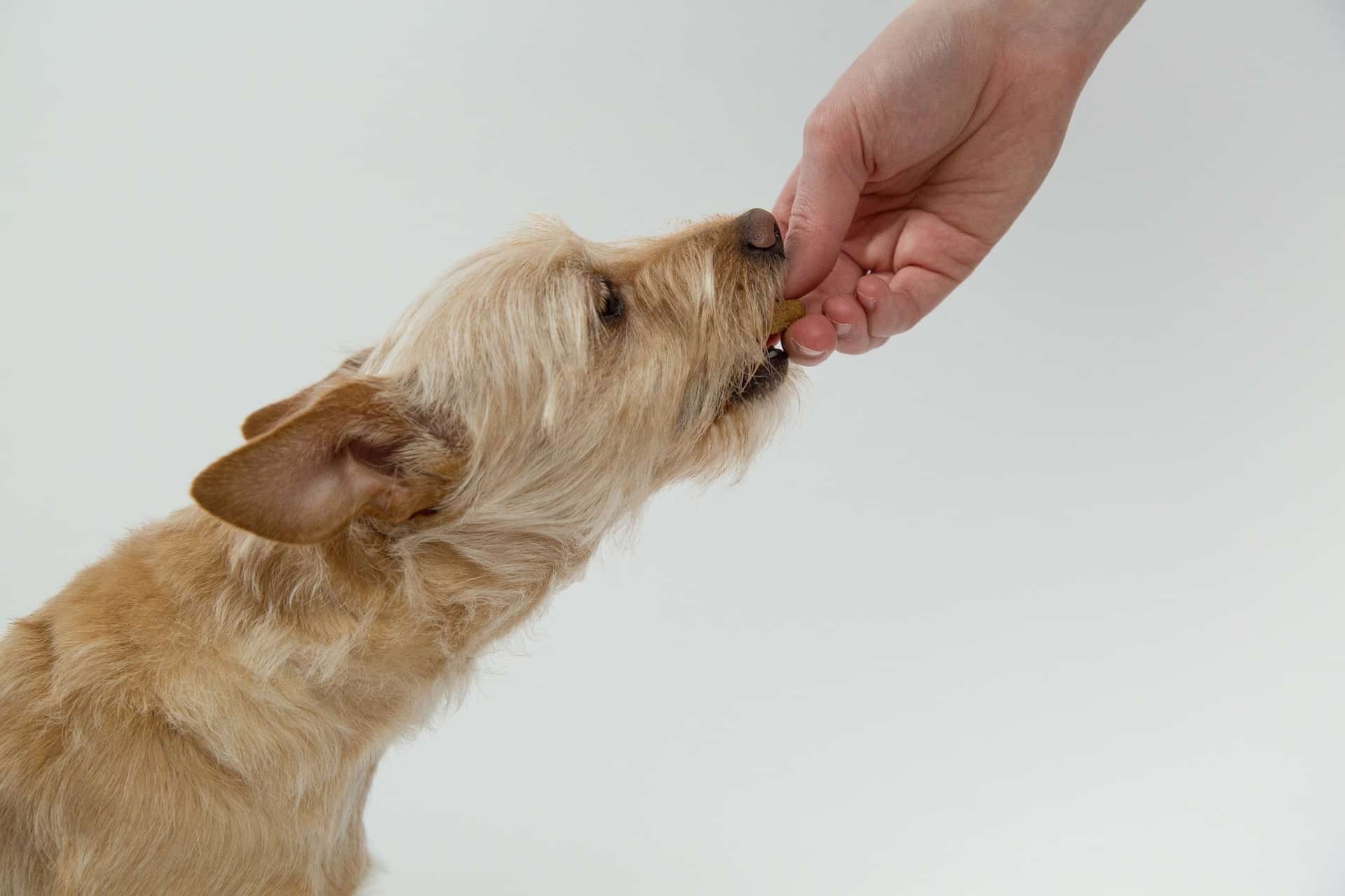 Dog Being Fed Supplements