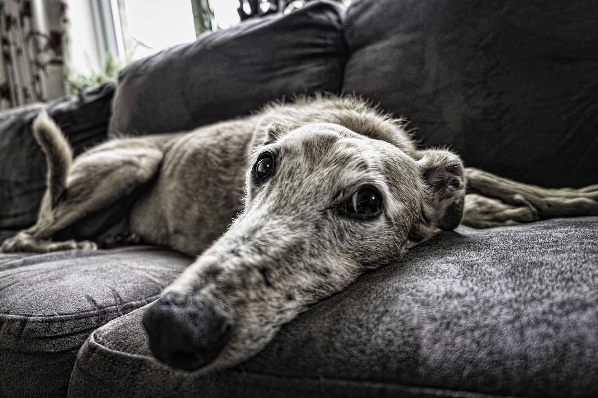 Dog on Couch