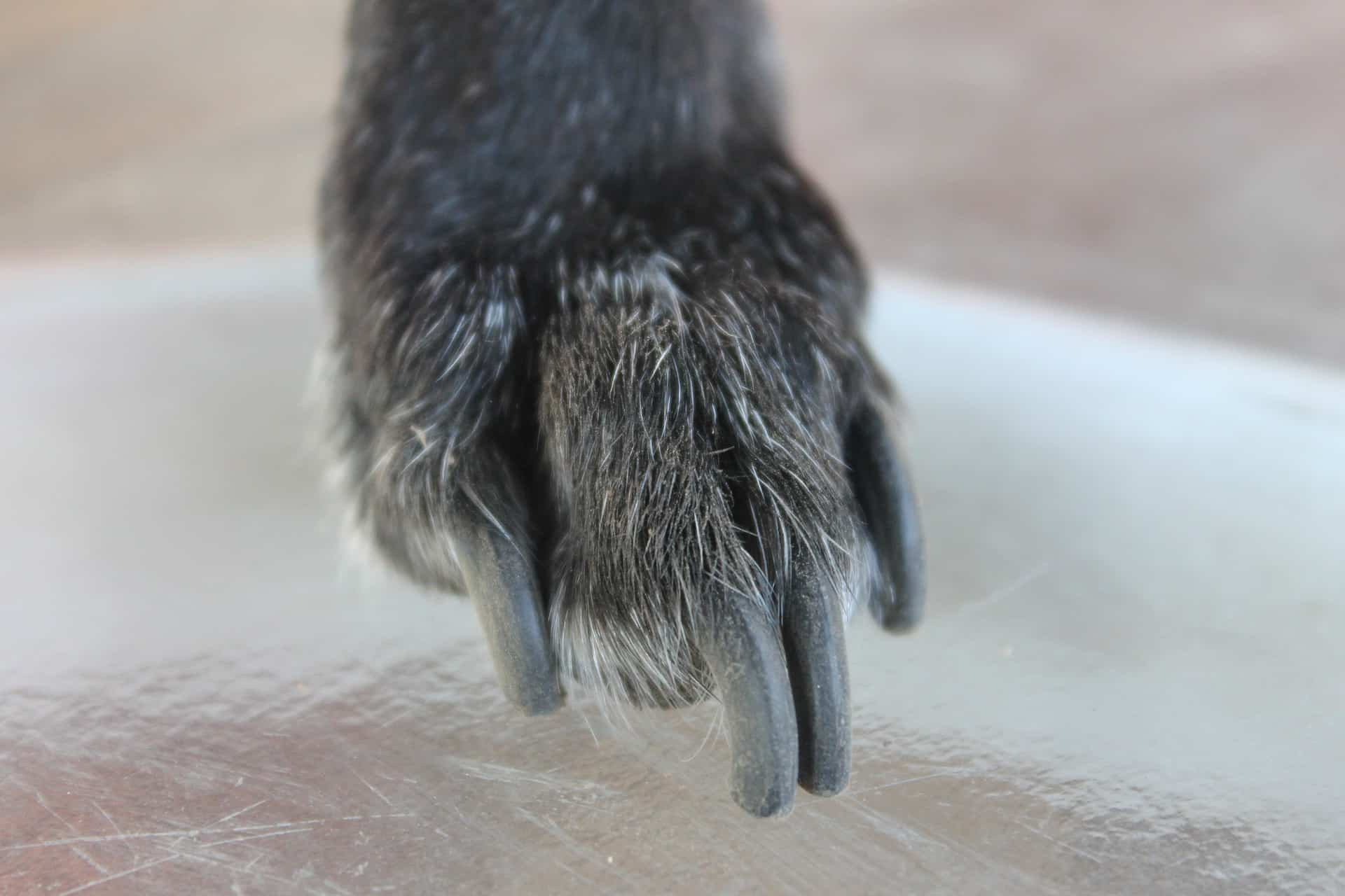 Dog Paw - with Claws