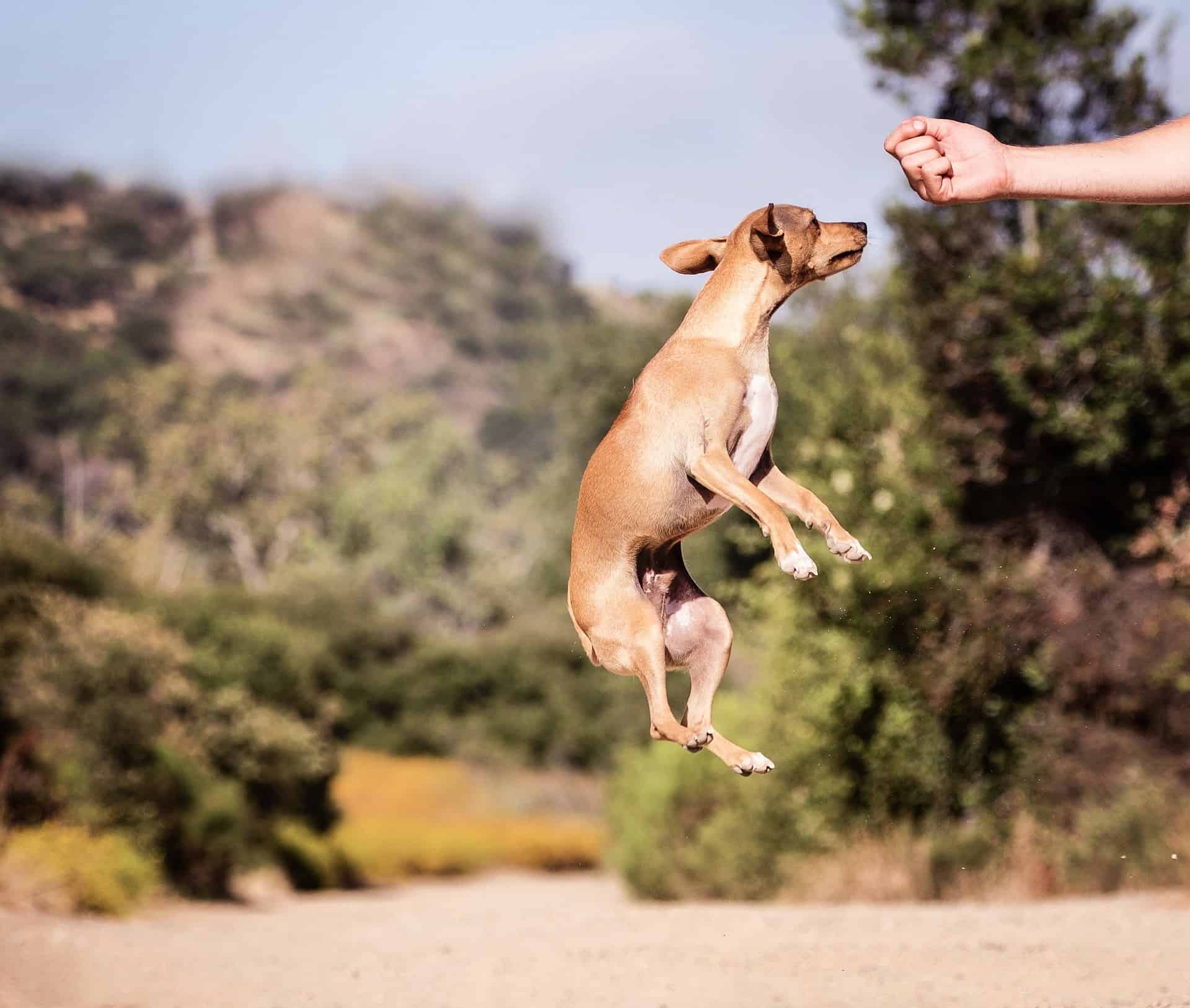 Dog Jumping