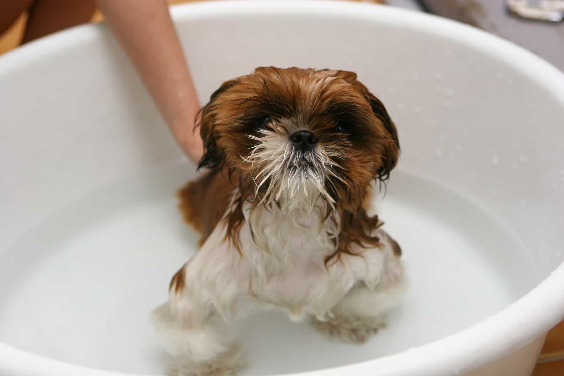 Cute Dog In Bath