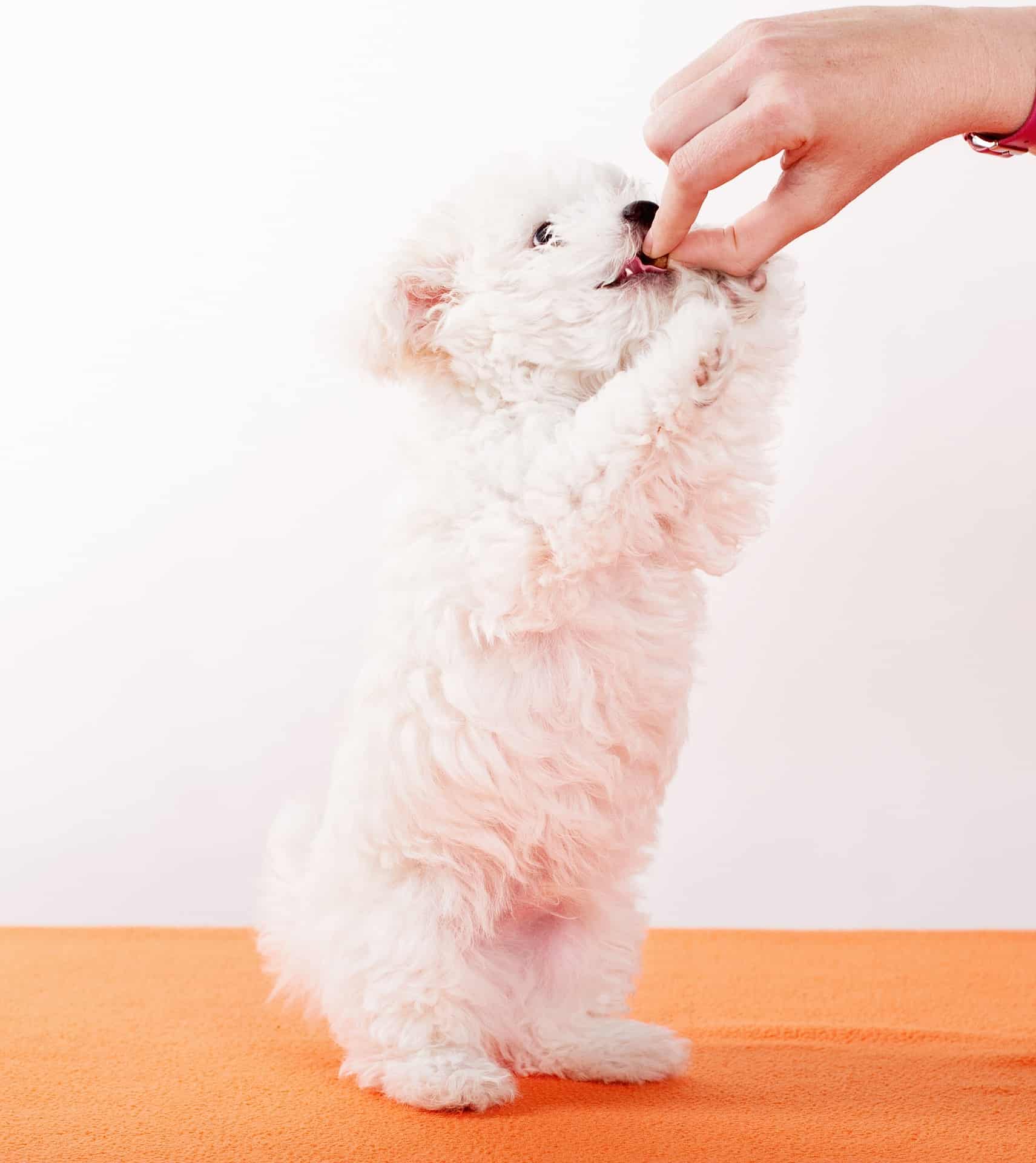 Cute puppy being fed