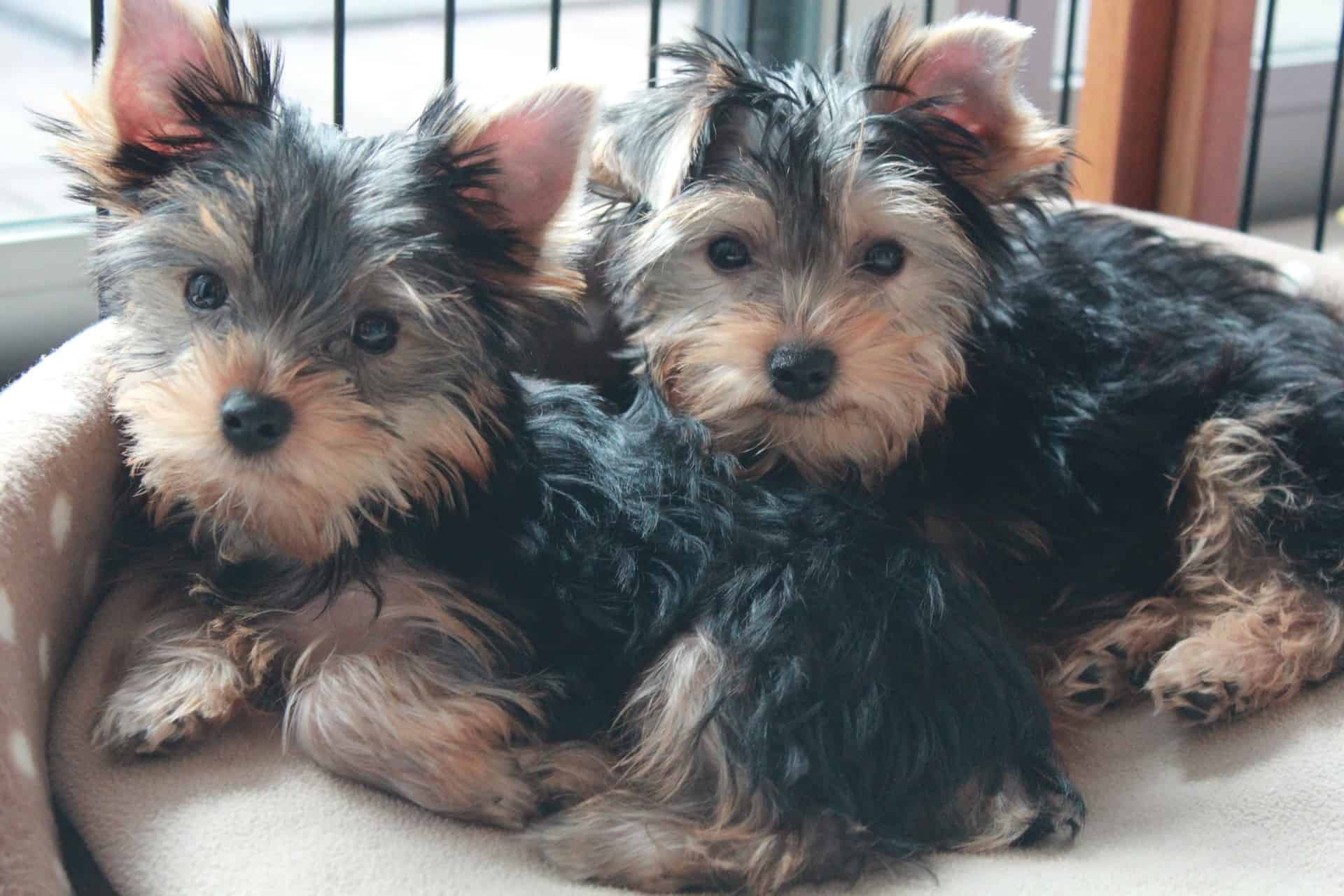 Finding Yorkie Puppies For Sale In Your Area Sharda