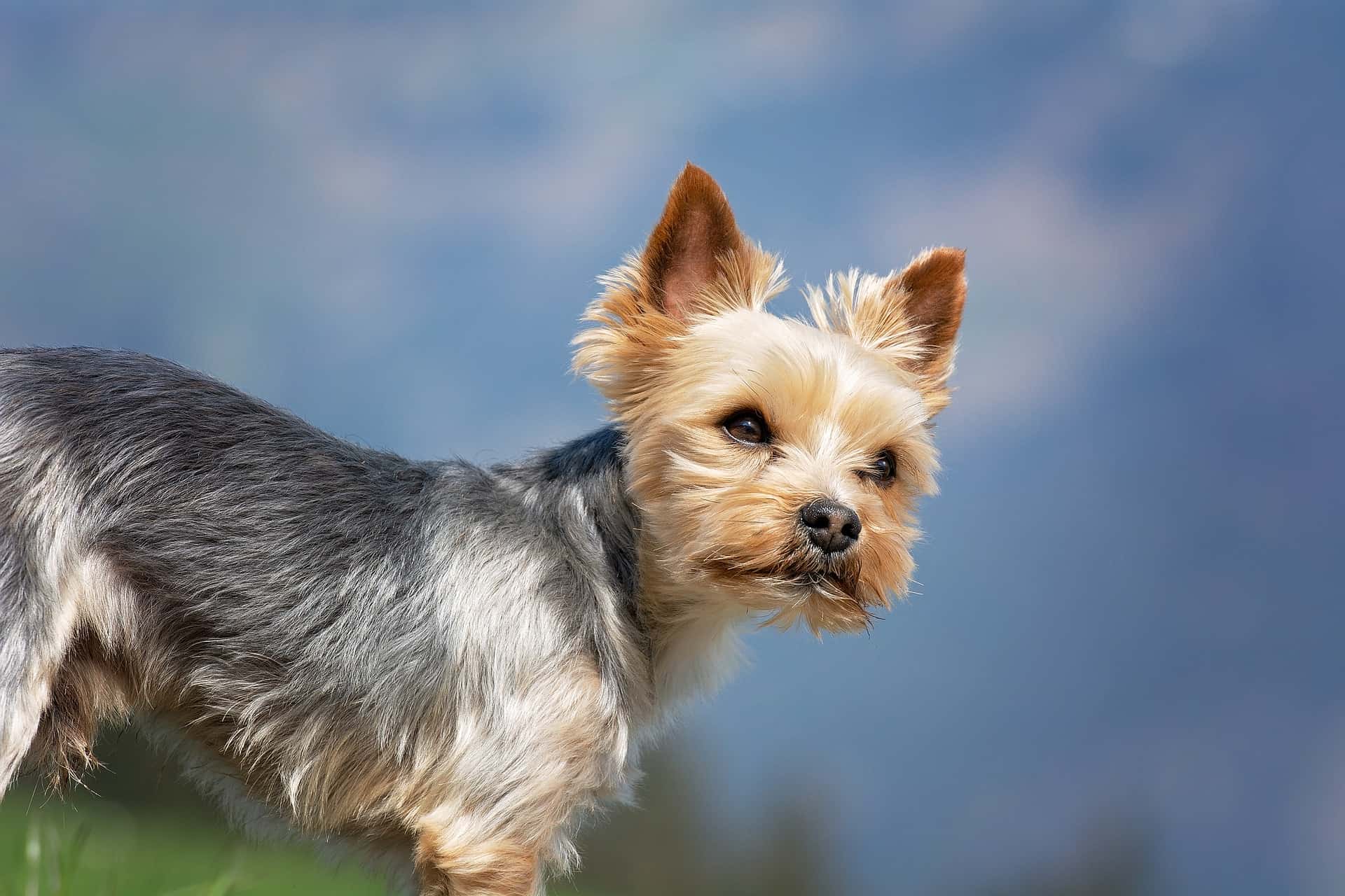 GetShowQualityYorkiesFromReputableBreeders