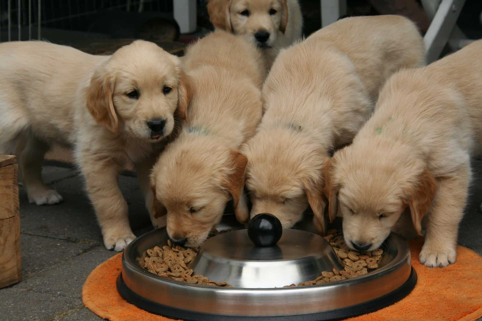 Golden Retriever Feeding Guide Sharda sDog World