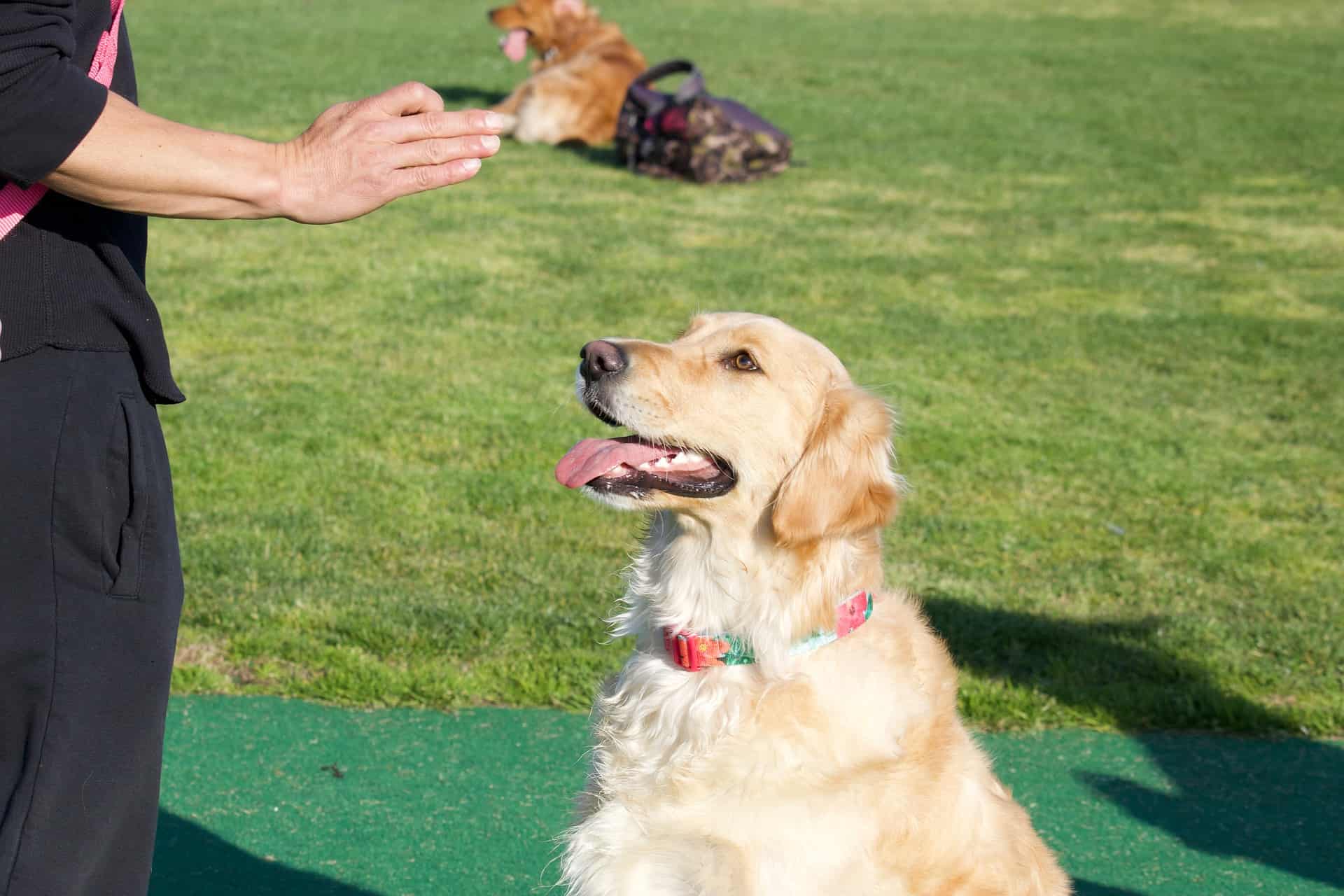 Golden Retriever Sitting