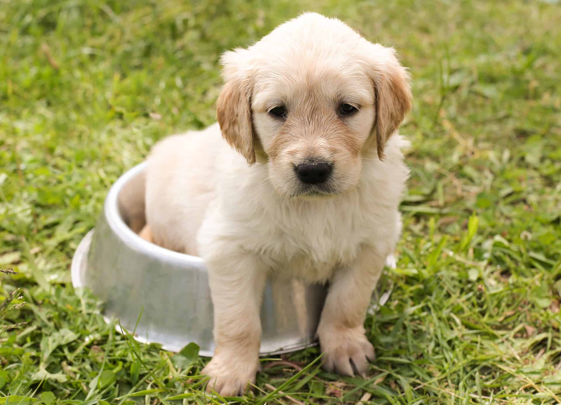 Golden Retriever Puppy Sitting in Food Bowl