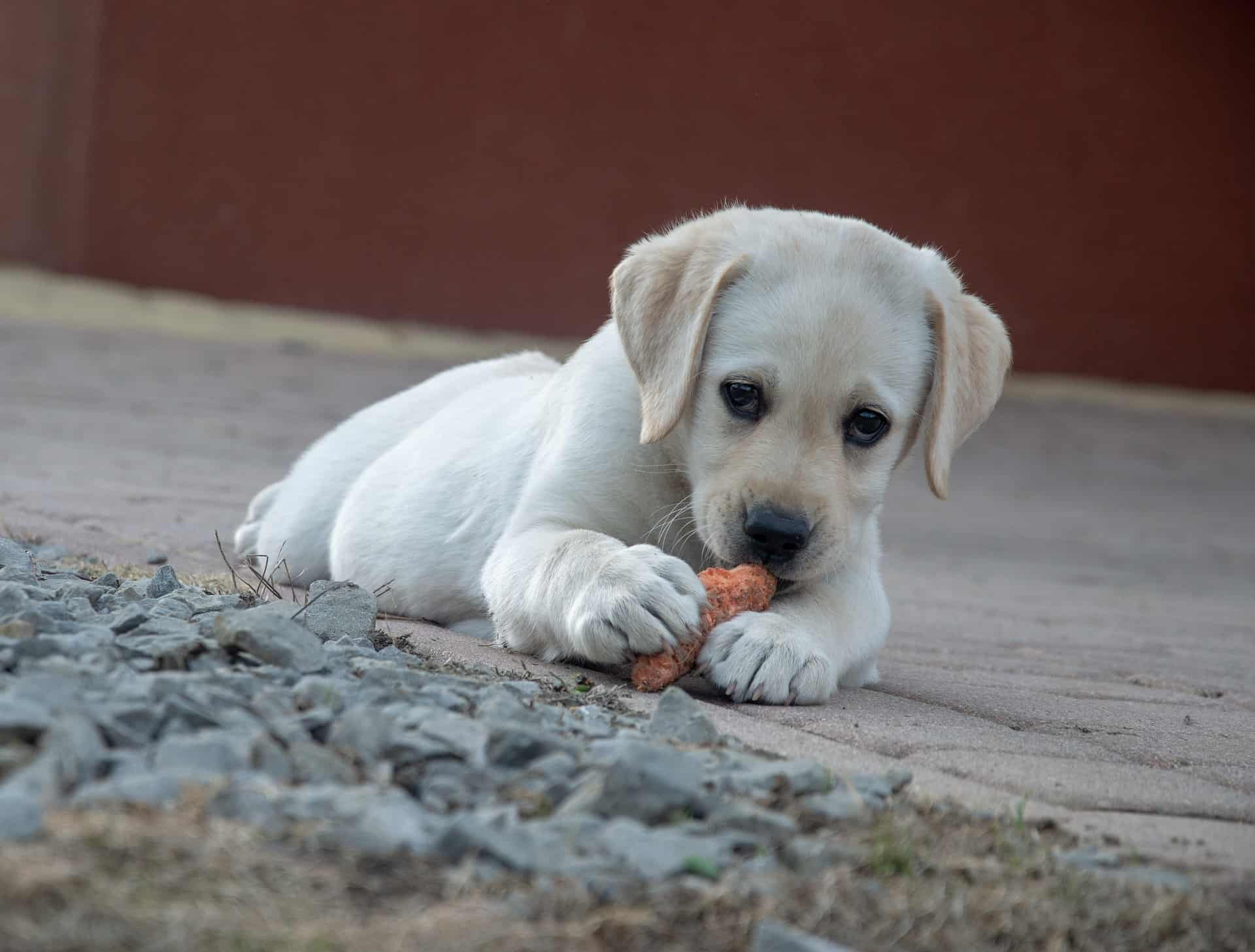 Labrador Puppy Eating Bone