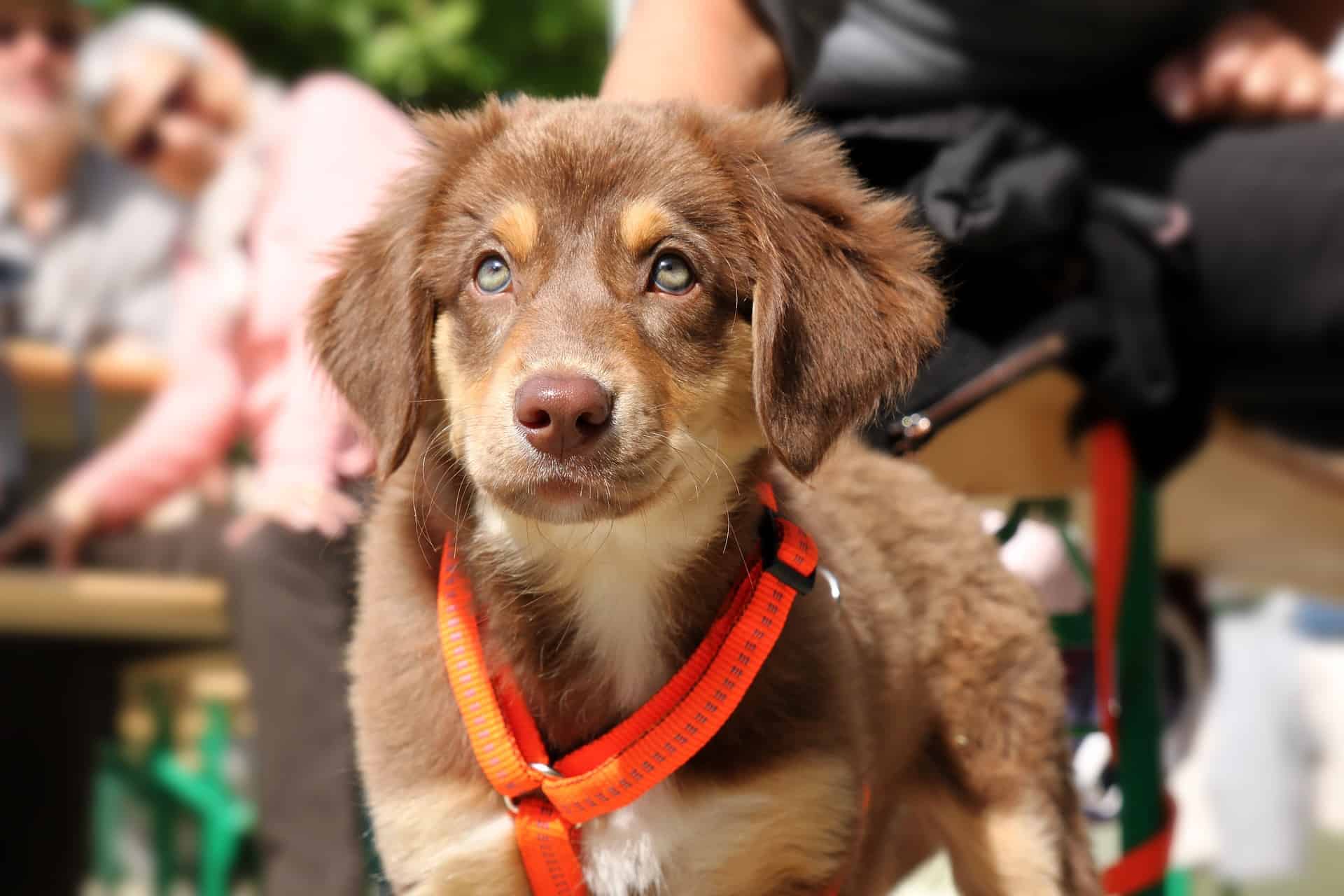 A Dog with collar Training