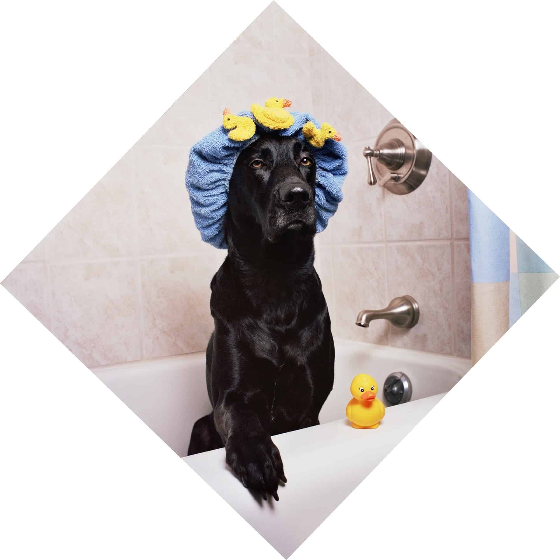 Labrador with Showercap
