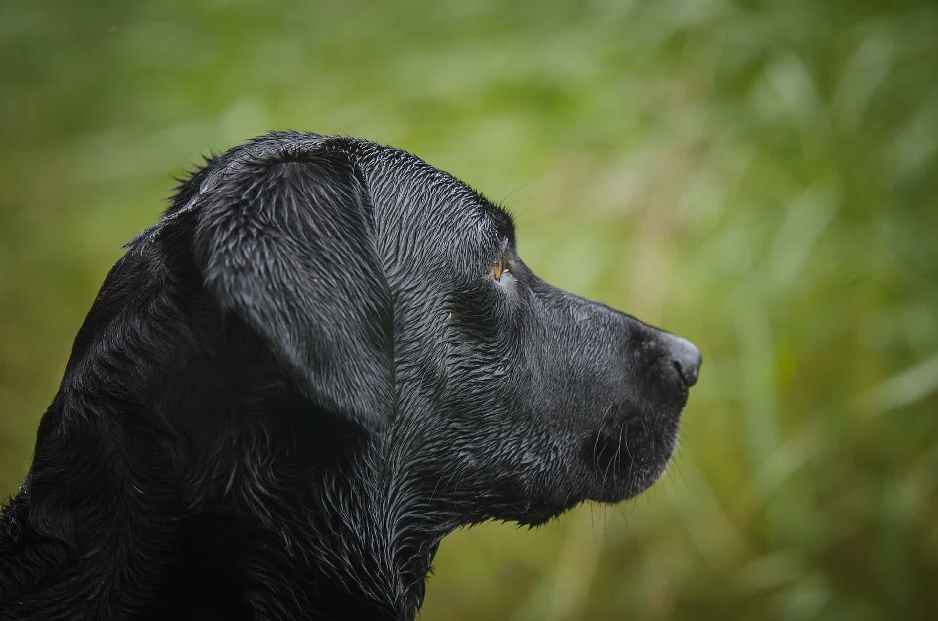 LabradorSide_Ear