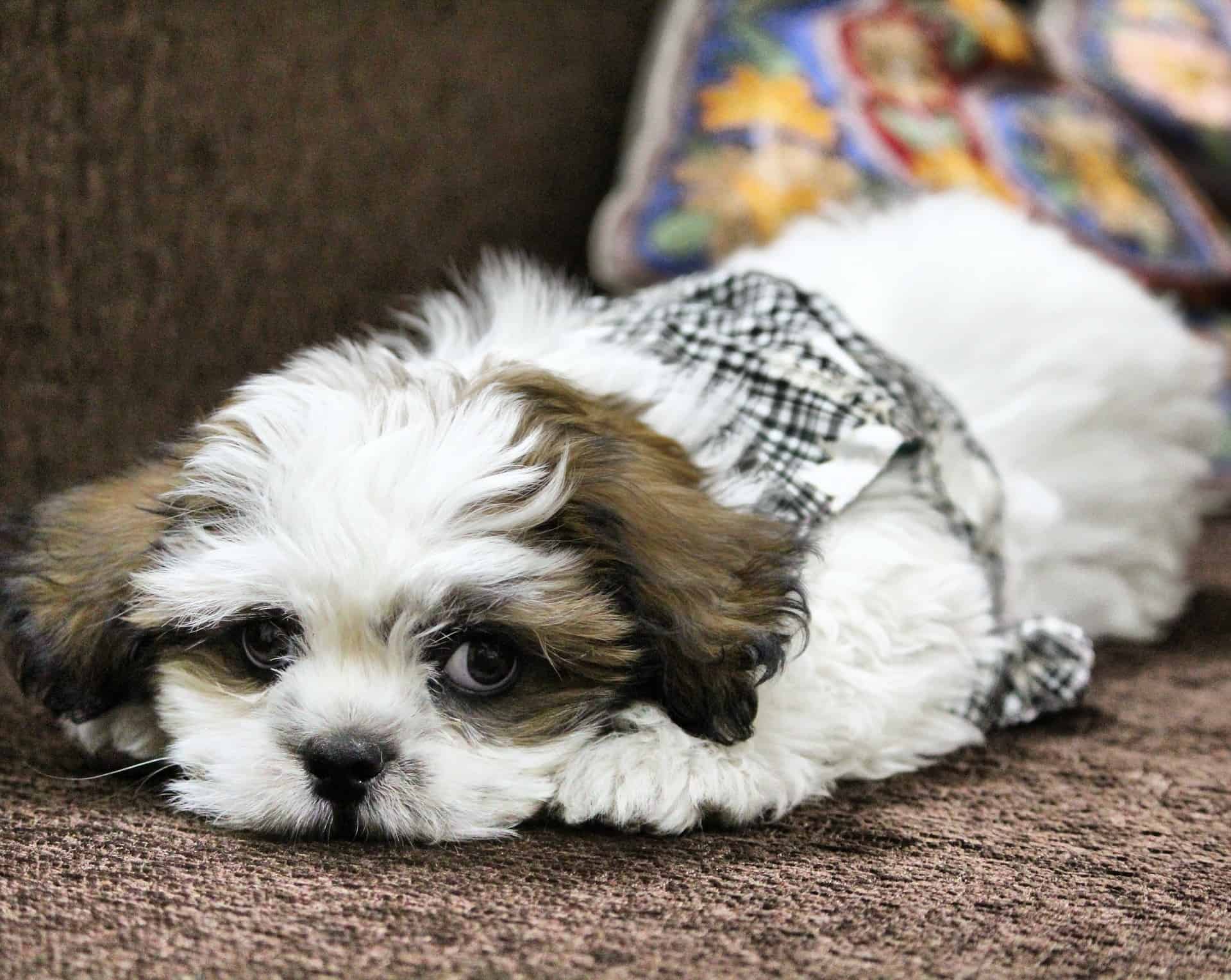 Cute Lhasa Apso