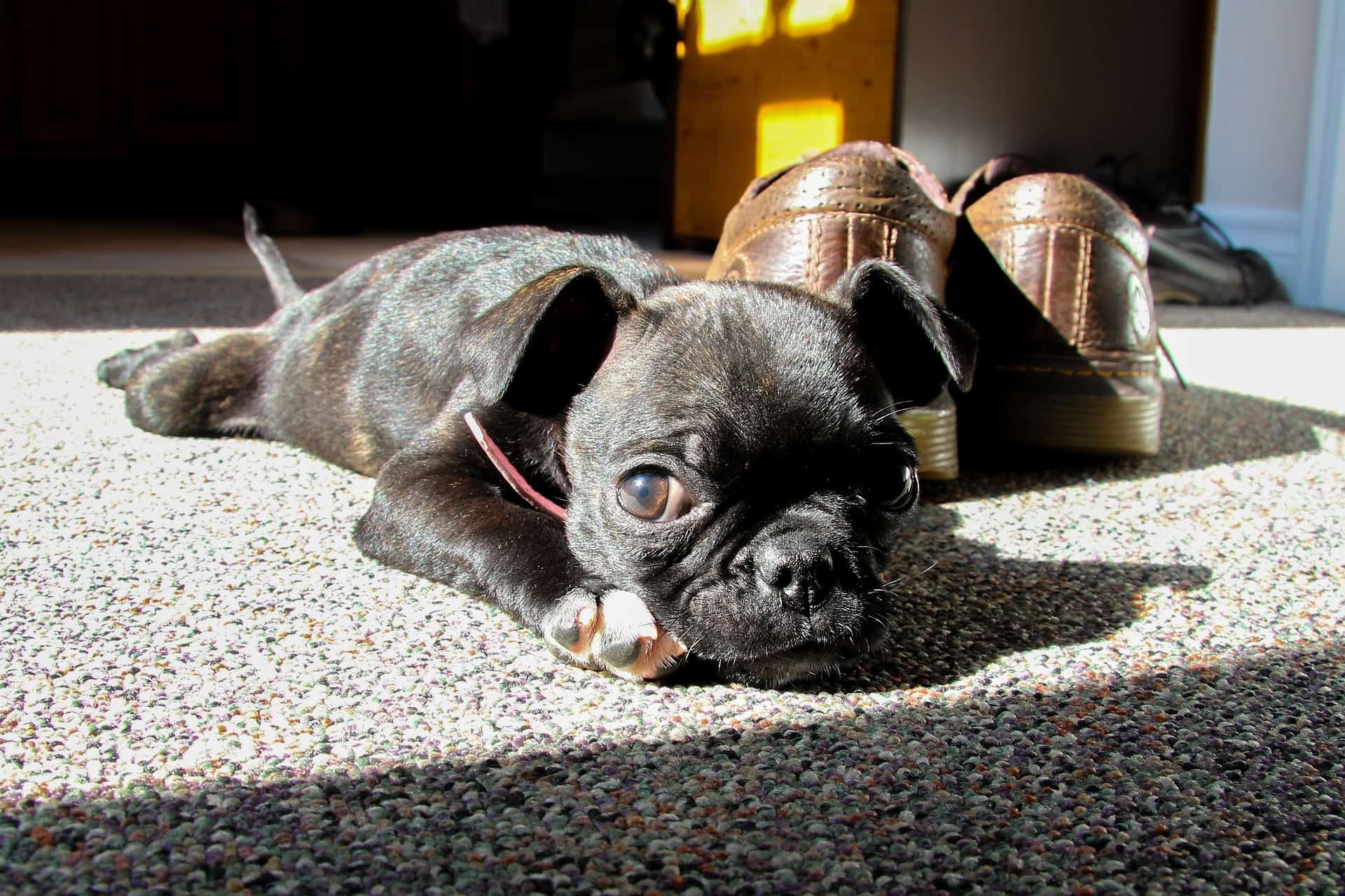 Boston Terrior Lying on Carpet