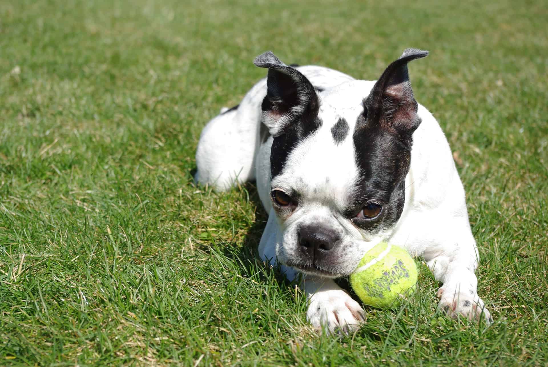 Boston Terrier With a Tennis Ball