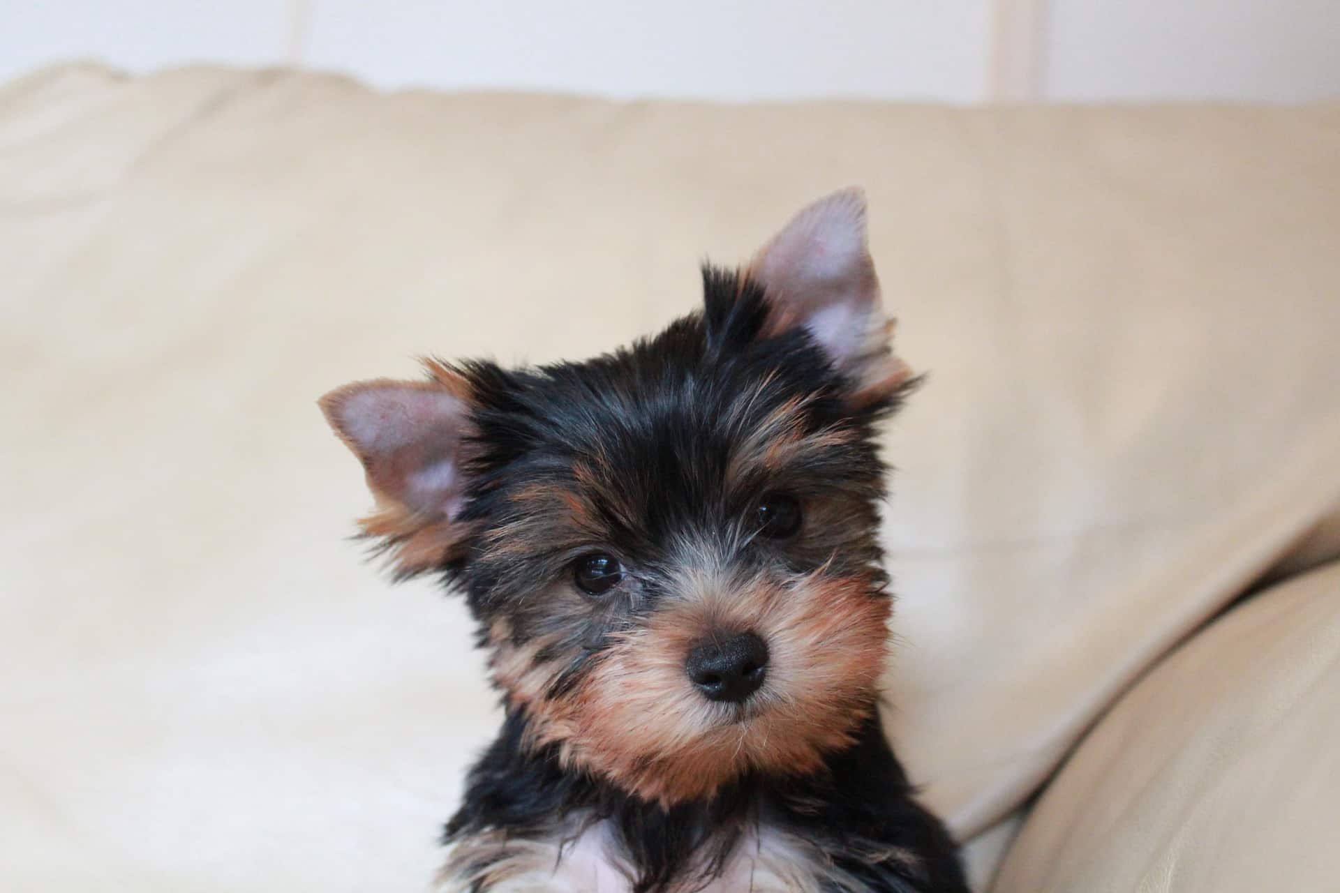 Yorkie-puppy