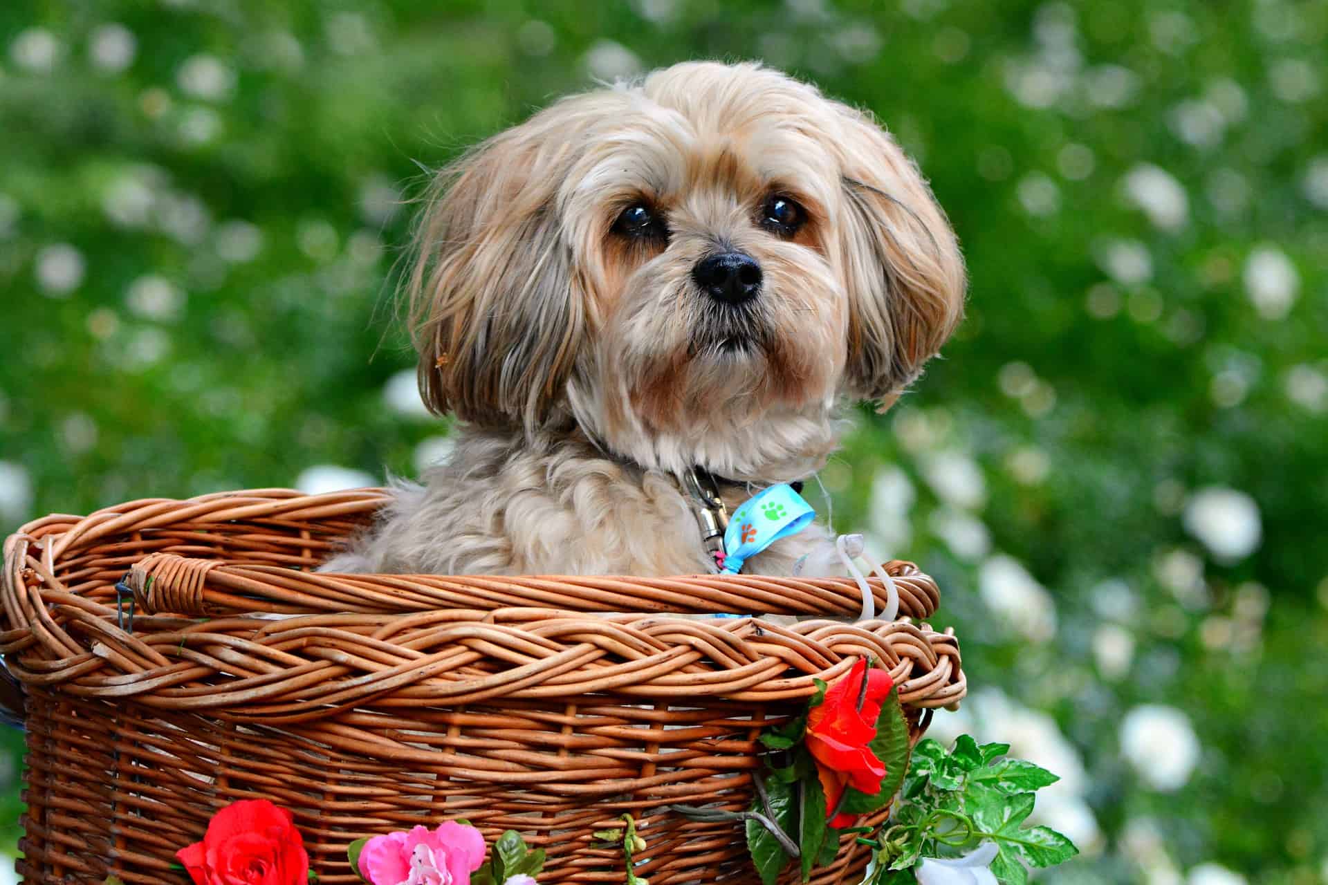 Lhasa Looking Out of Basket