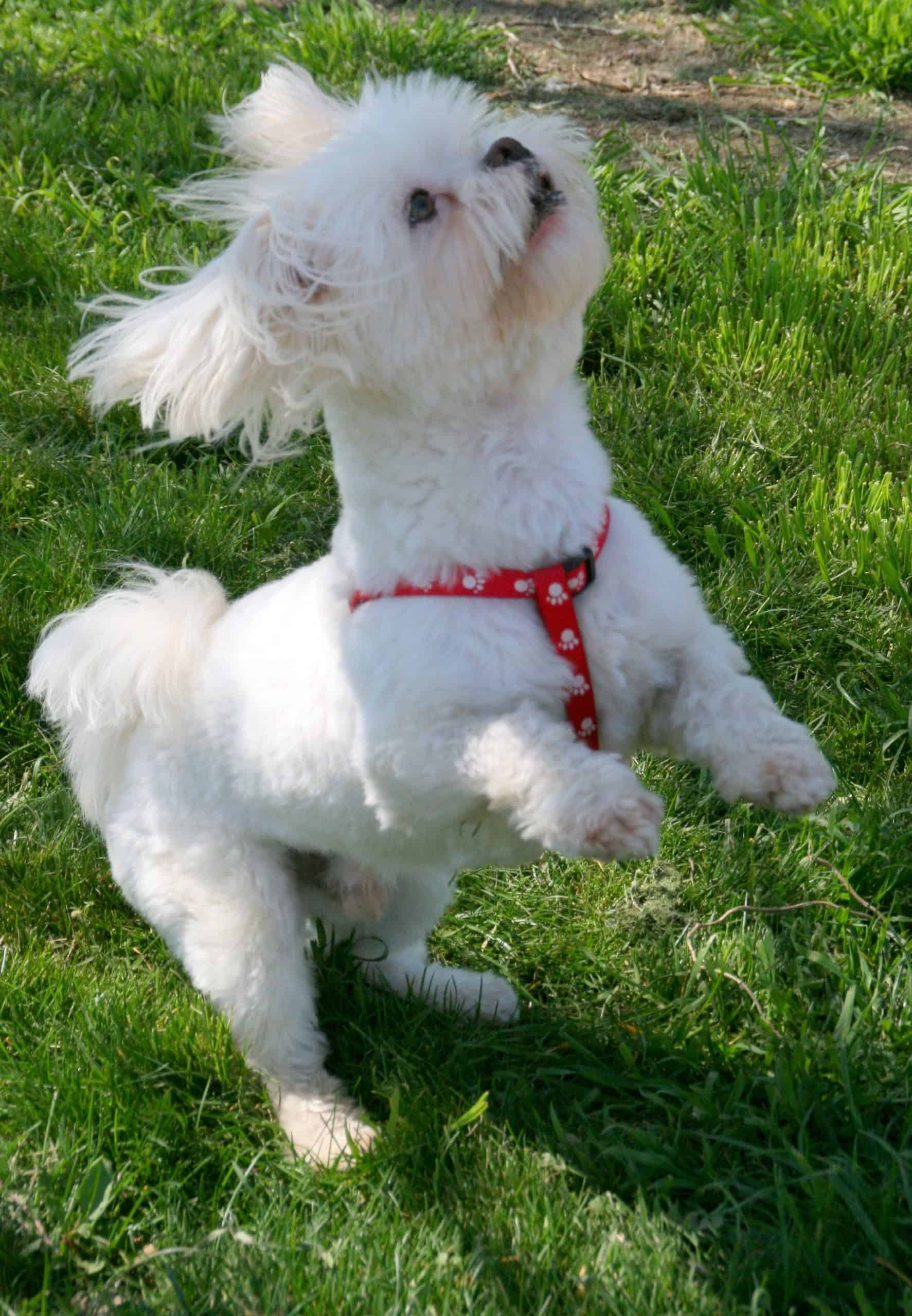 Bichon-Frise Standing on Two Legs Training