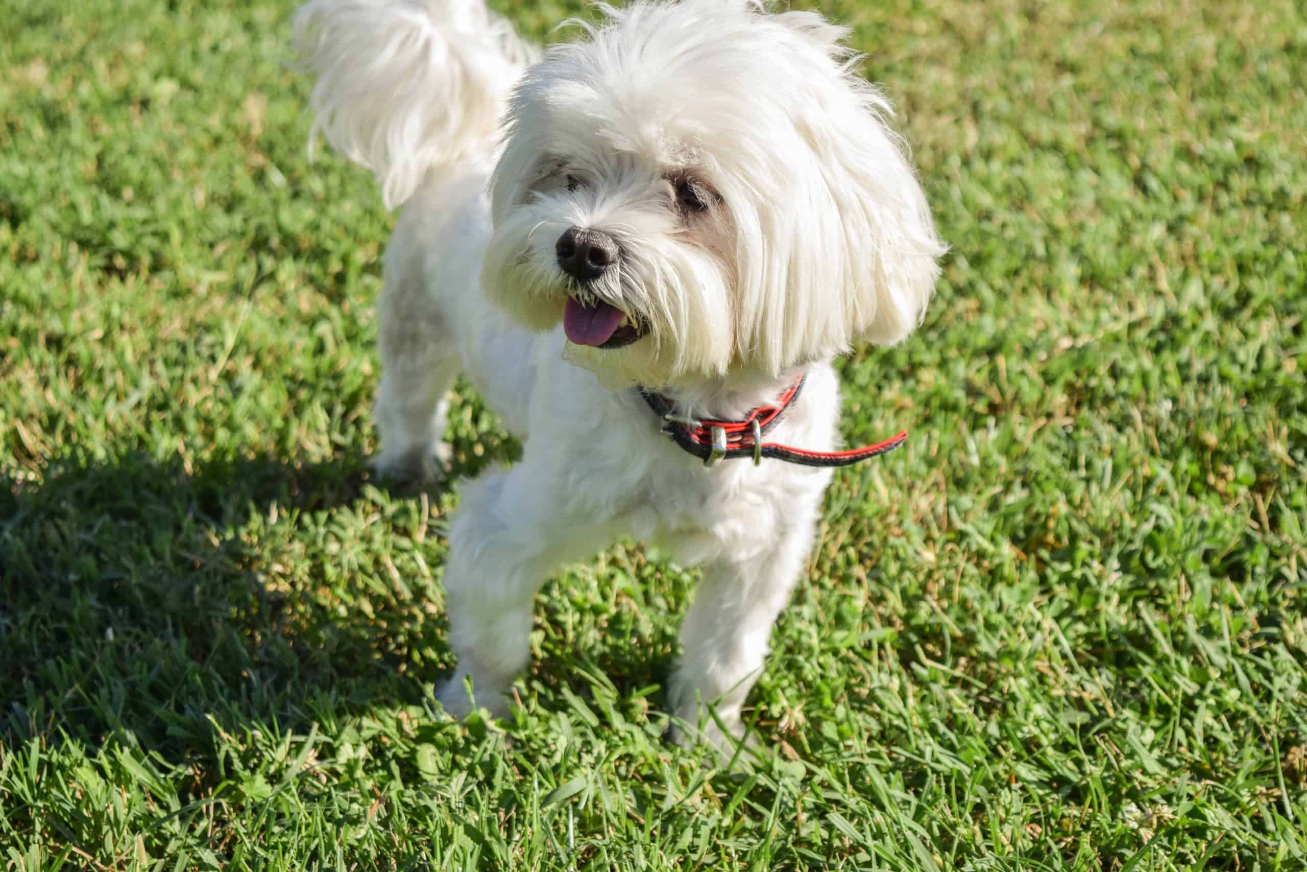 Bichon-Frise Out doing Exercise