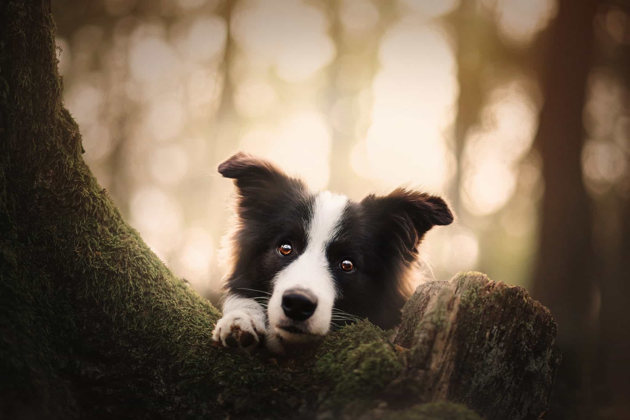 Border-Collie-I don't want a bath