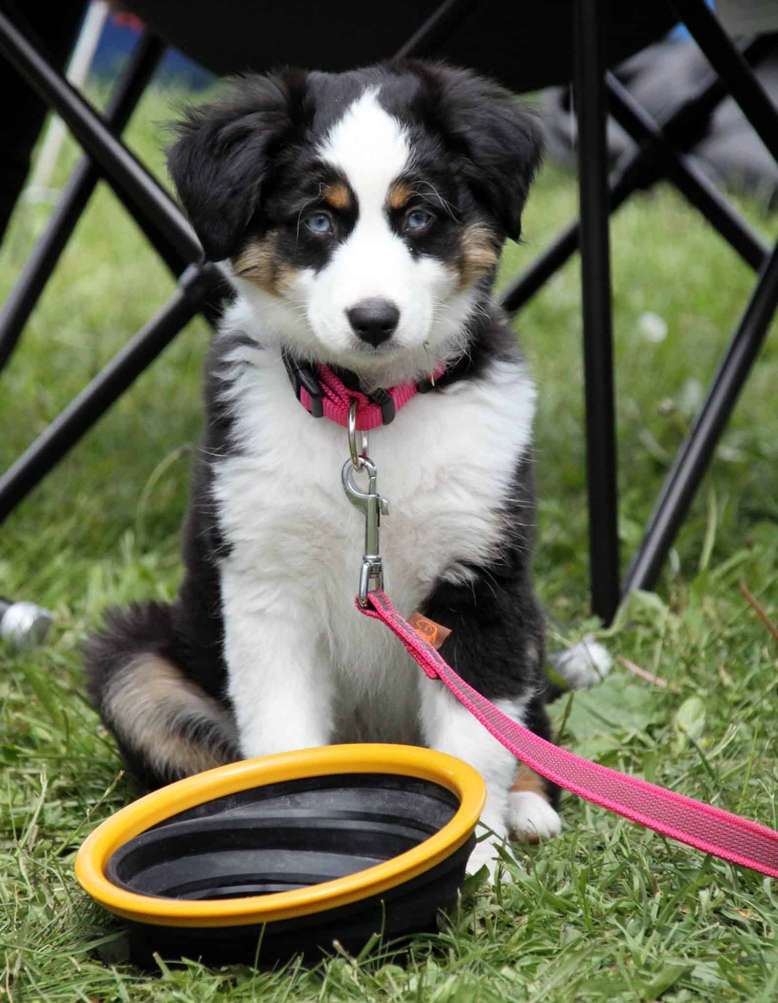 Border-Collie - Ready to be trained