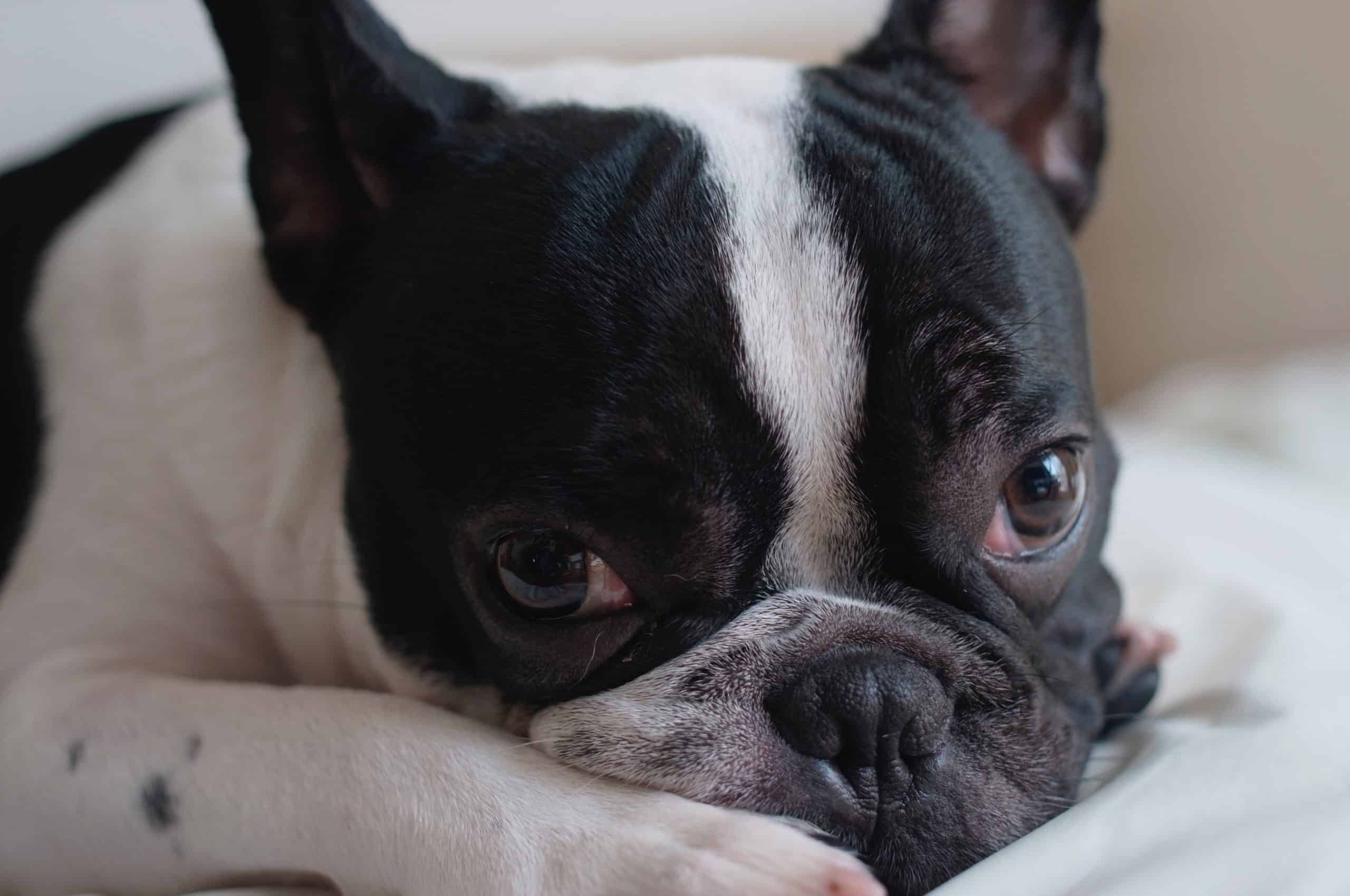 Boston Terrier Eye Disease Sharda Bakers Dog World