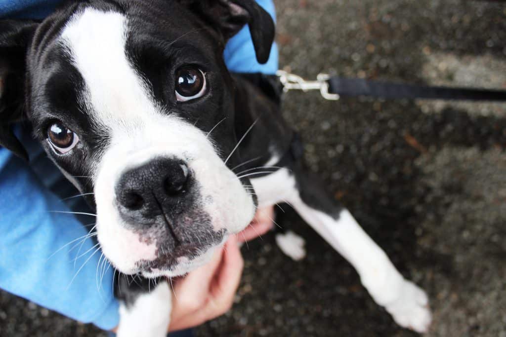 Boston Terrier Pets: Dealing With Boston Terrier Eye Problems - Sharda