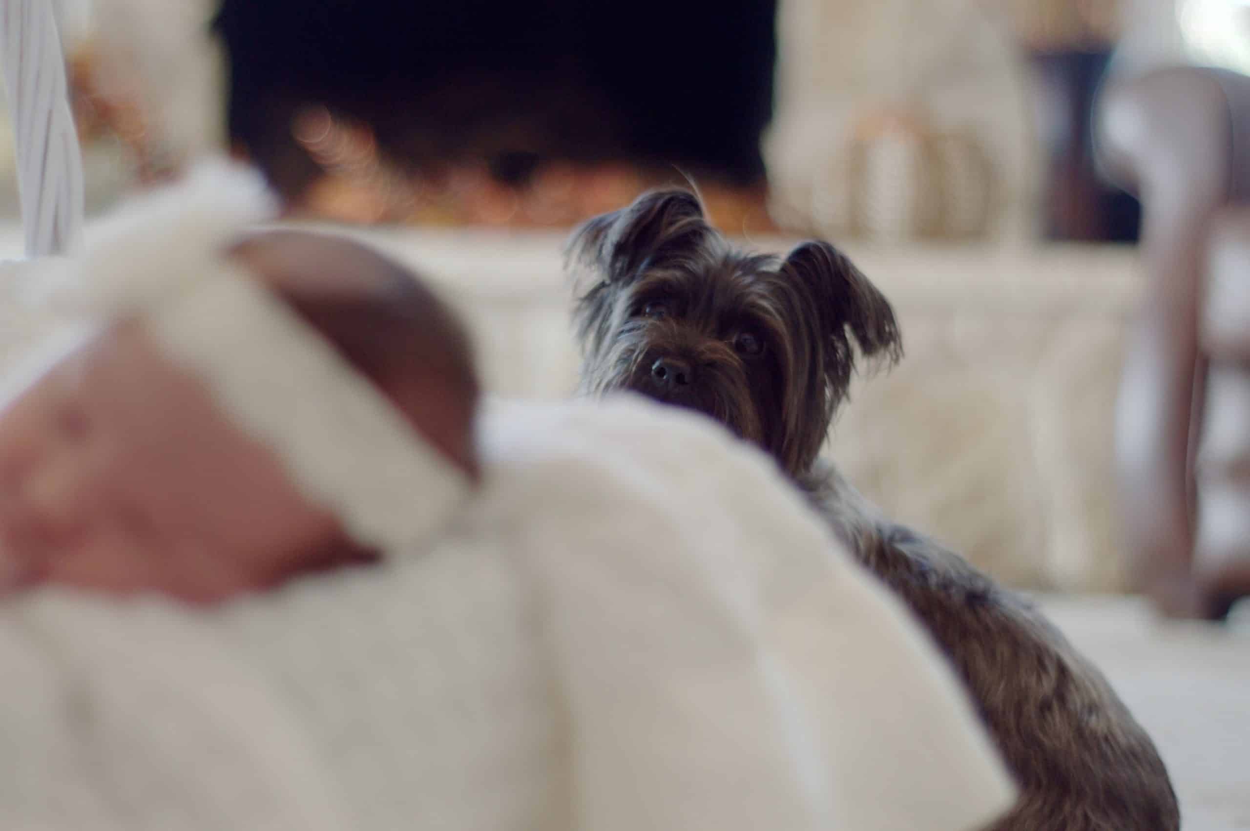 Cairn-Terrier-in-The-House