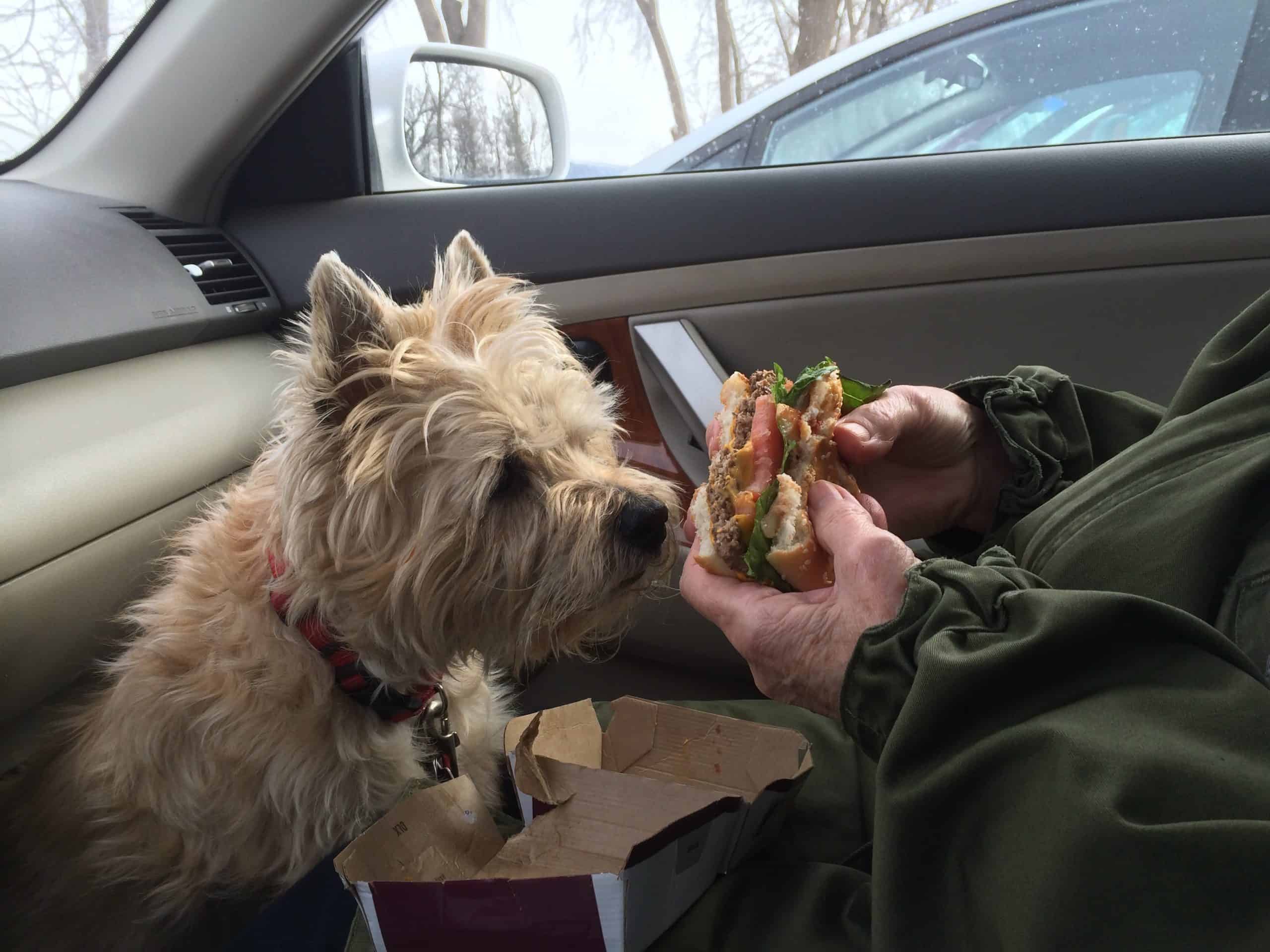 Cairn-Terrier-Looking at Delicious Hamburger