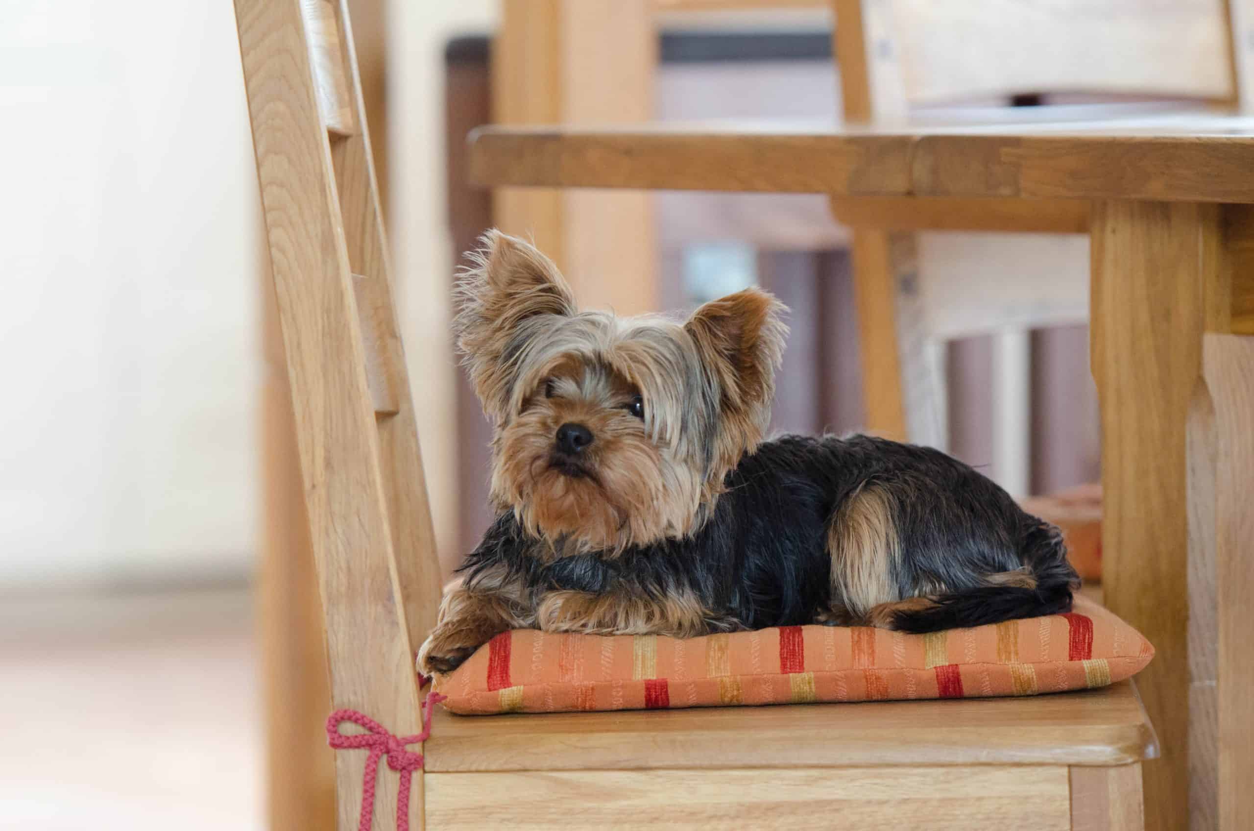 CairnTerrier-InTheHouseOnCushion