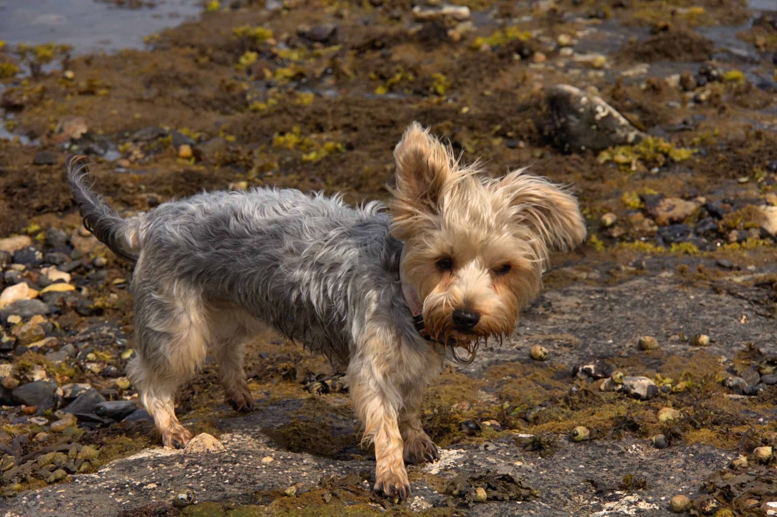 CairnTerrier-Puppy Looking sheepish