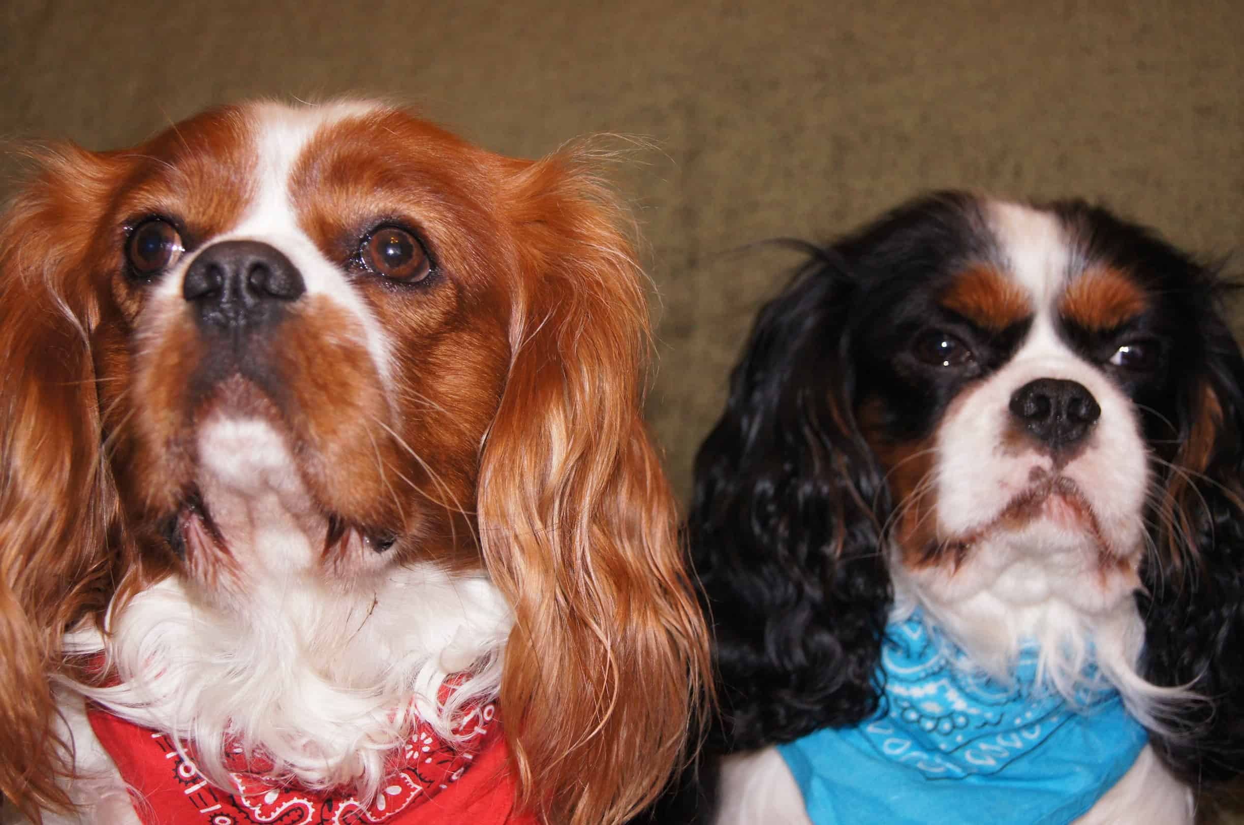 Cavalier-King-Charles-Spanielx2Sitting