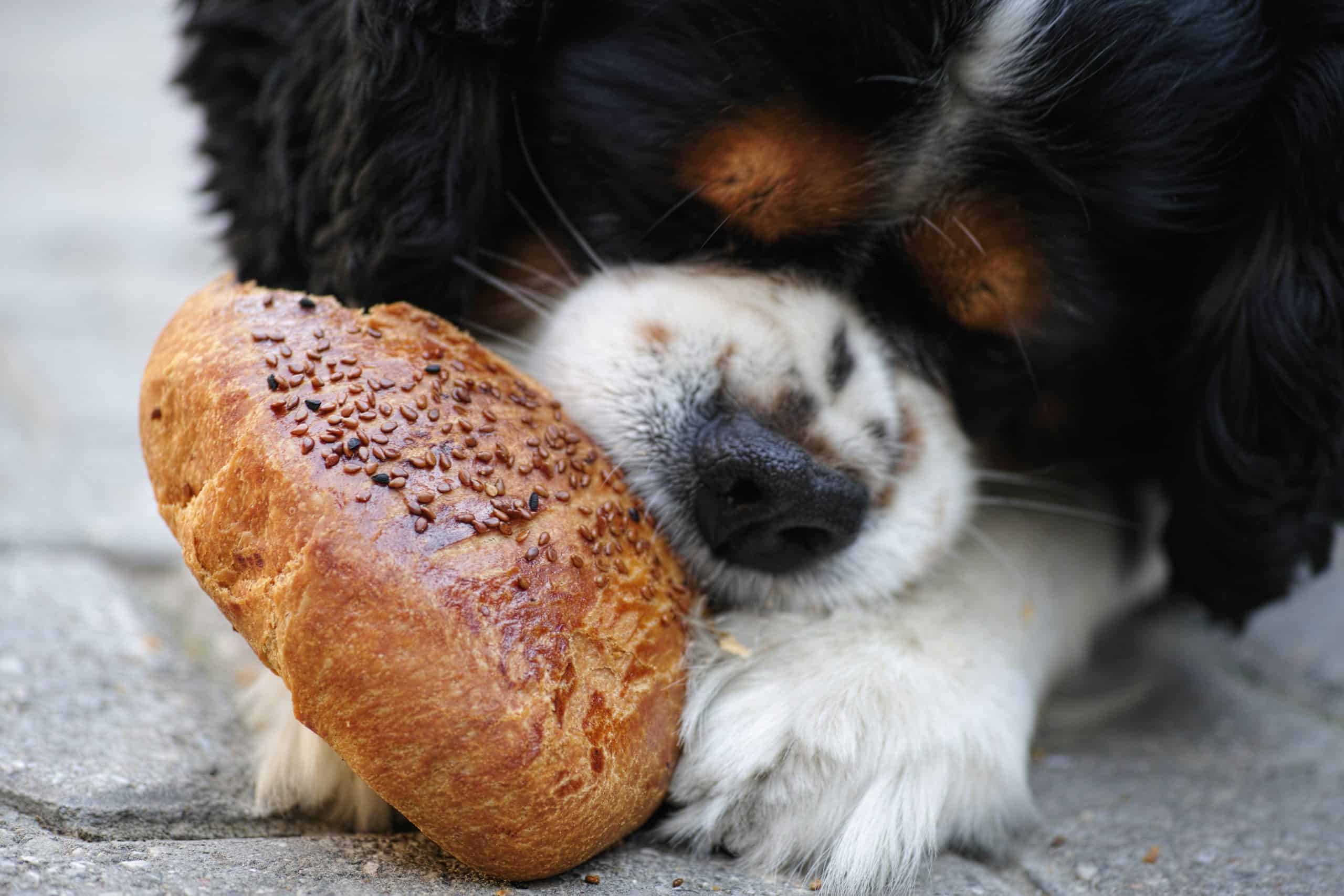 Cavalier-King-Charles-Spaniel Eating a Bun