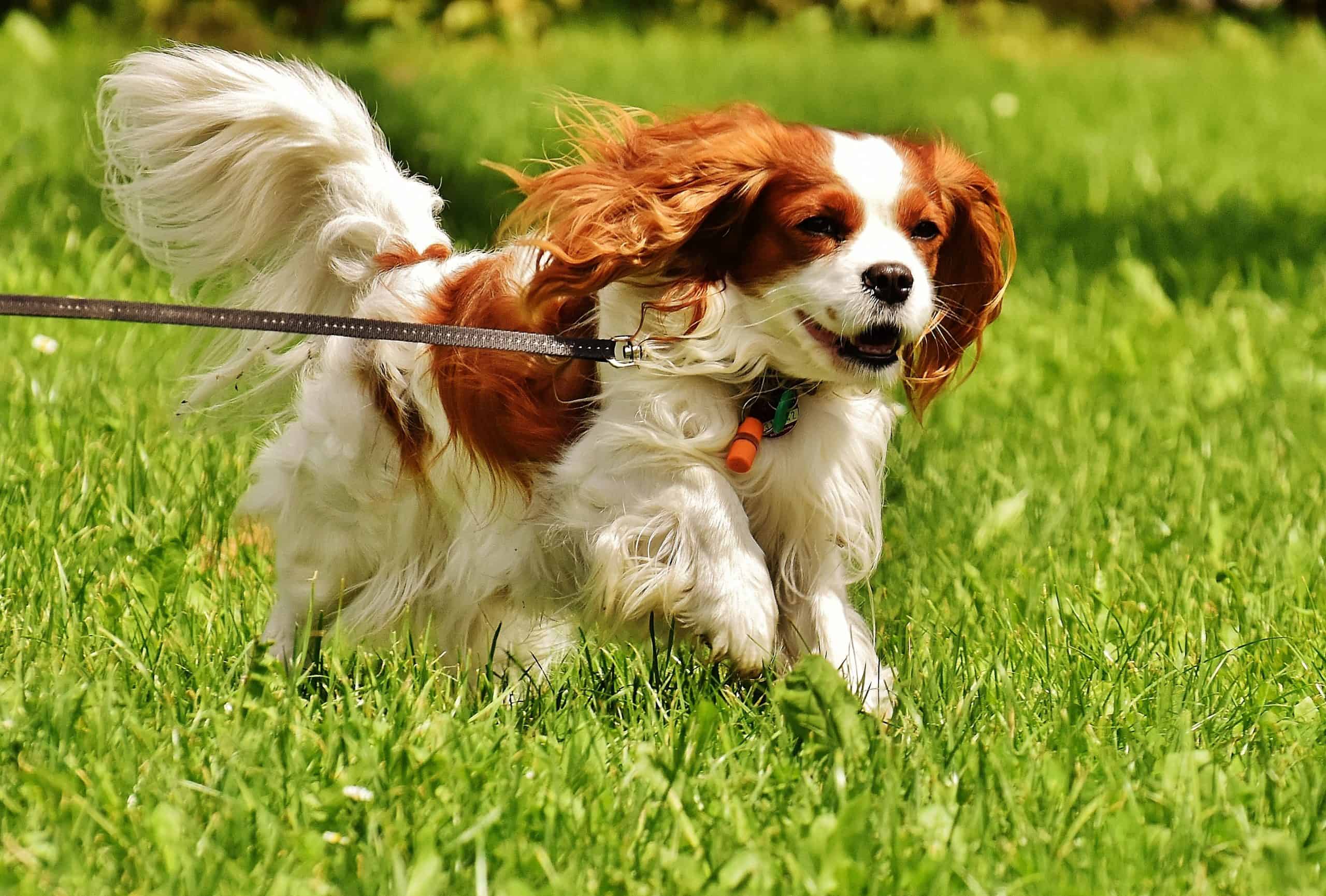 Cavalier-King-Charles-Spaniel Running Facing the Camera