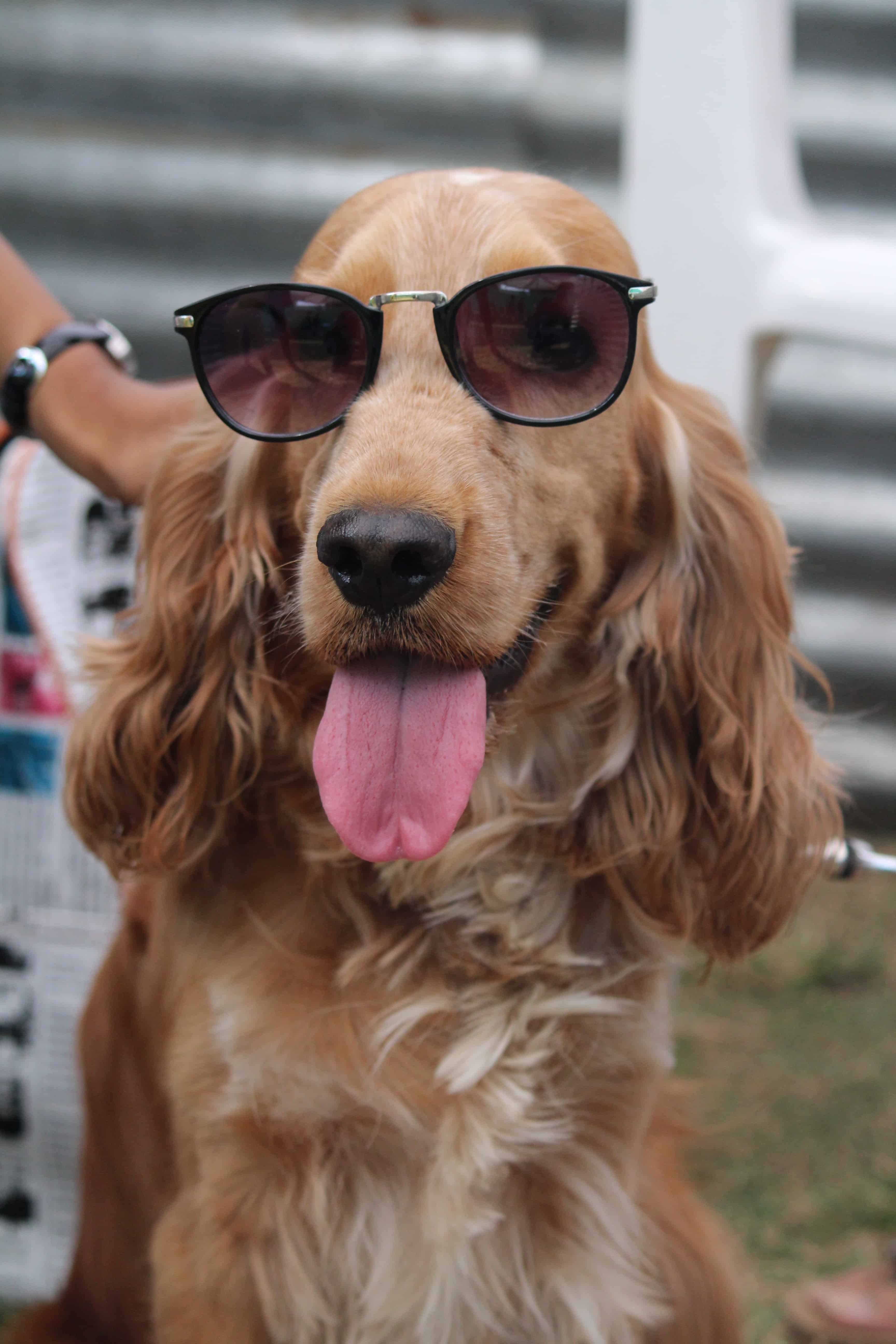 Well Groomed Cocker Spaniel