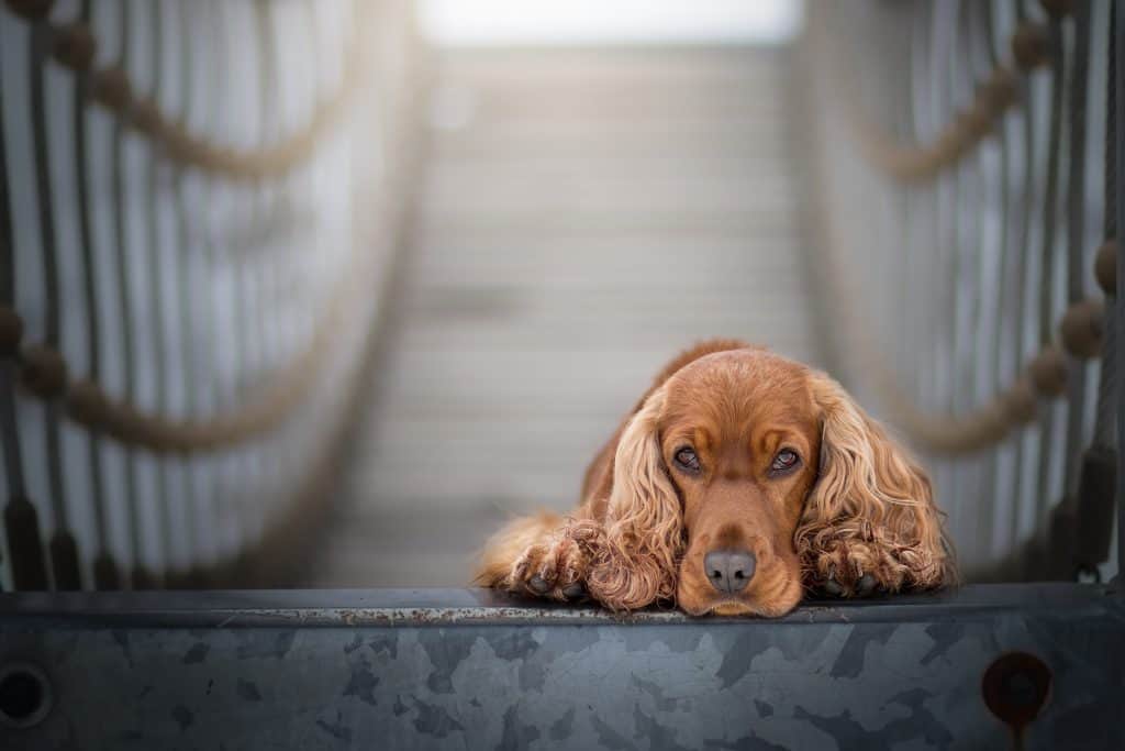 Cocker spaniel food dangers - Sharda'sDog World