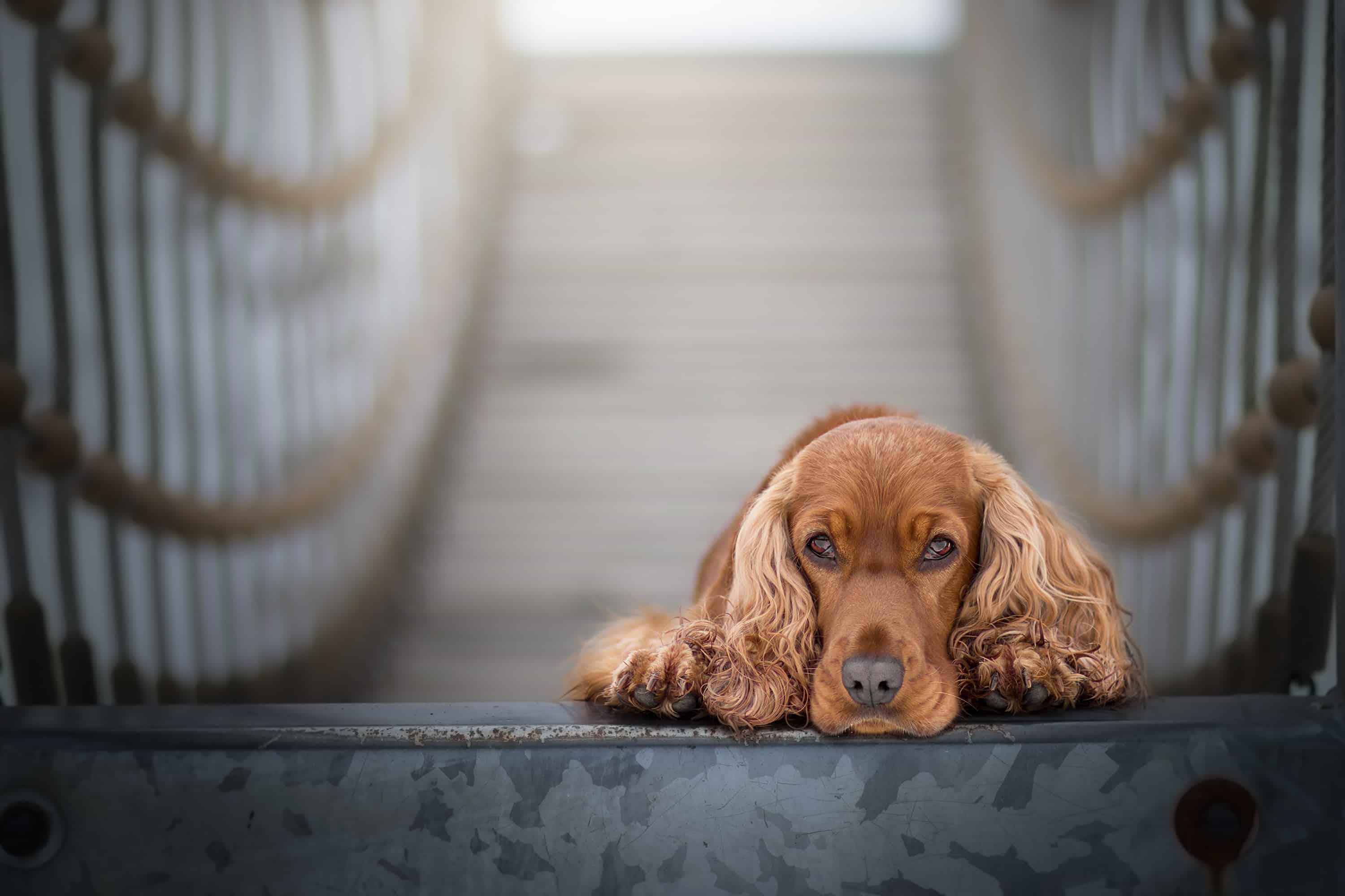 Cocker Spaniel Head Down on Bridge - Food Dangers