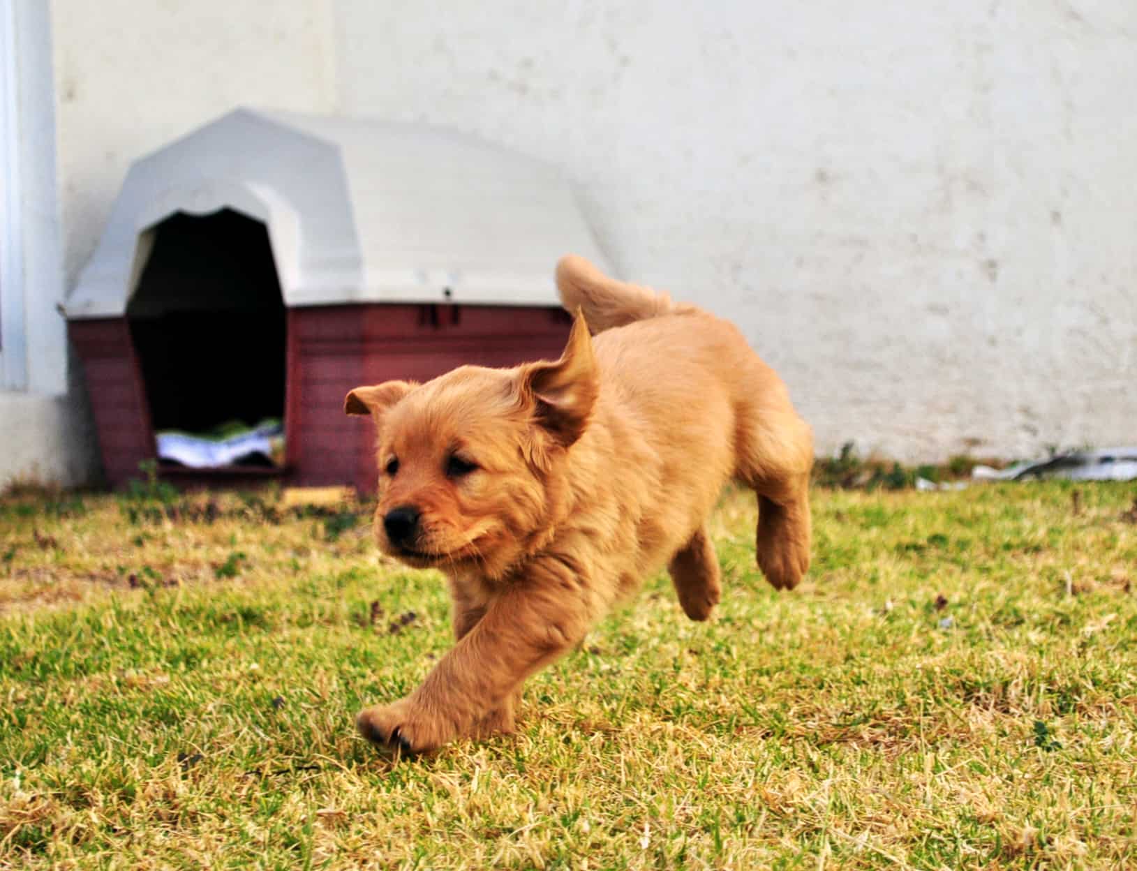 Cute Golden Retreiver Puppy Doing exercise