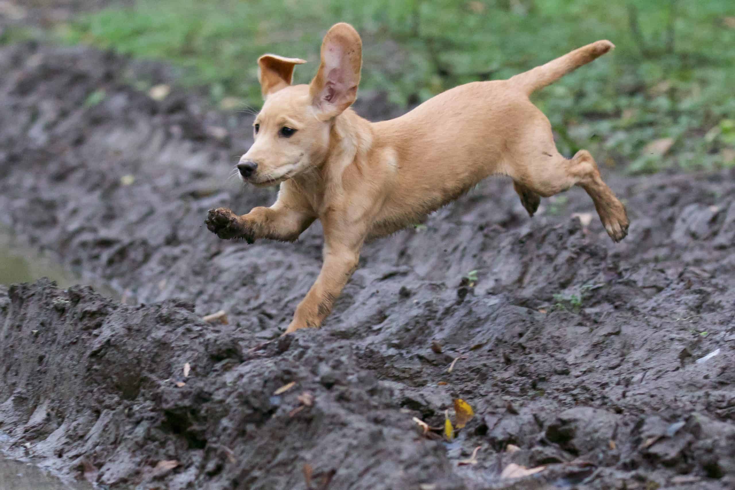 Labrador-Running-Into-Mud