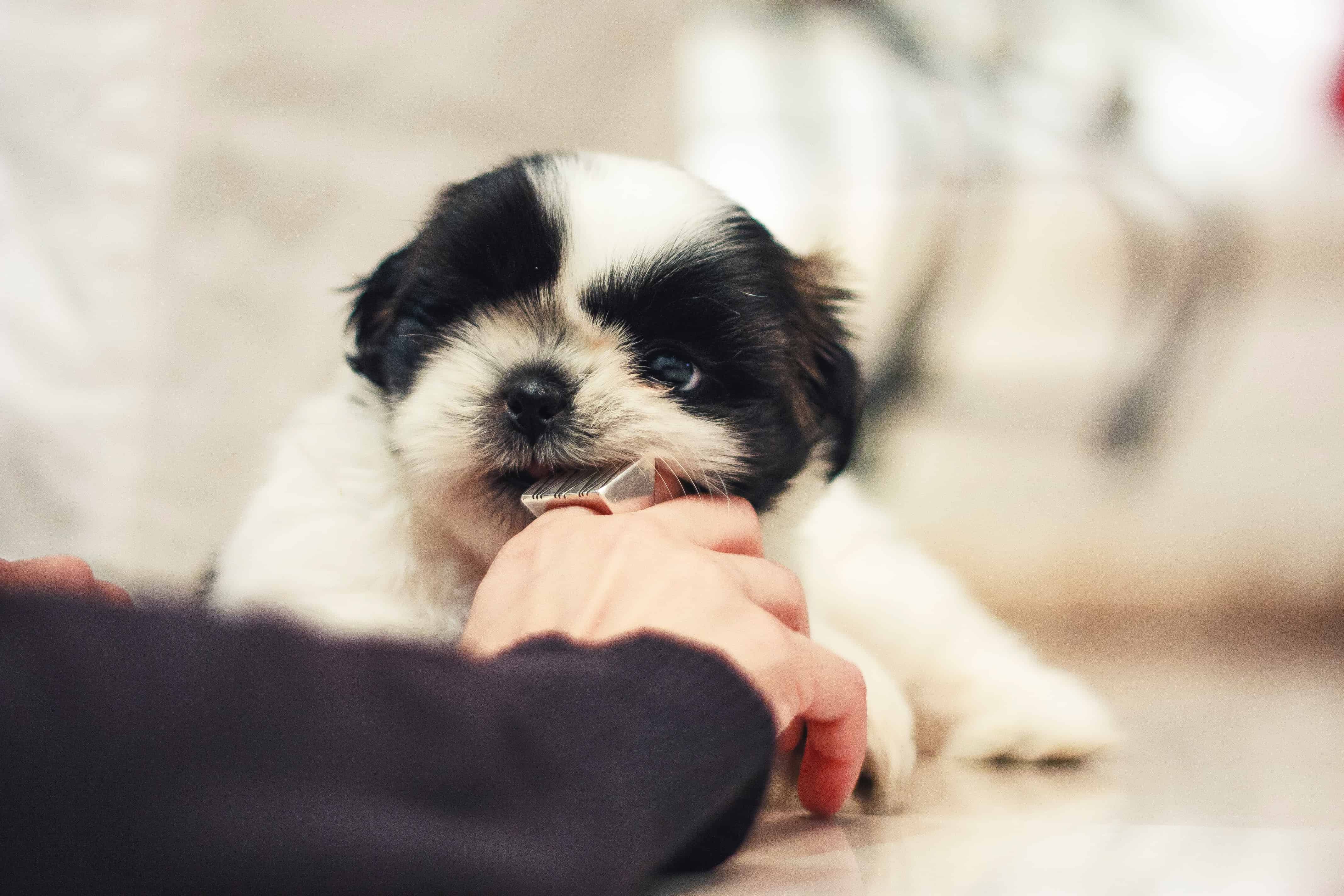 Cutie Lhasa Apso chewing on Finger