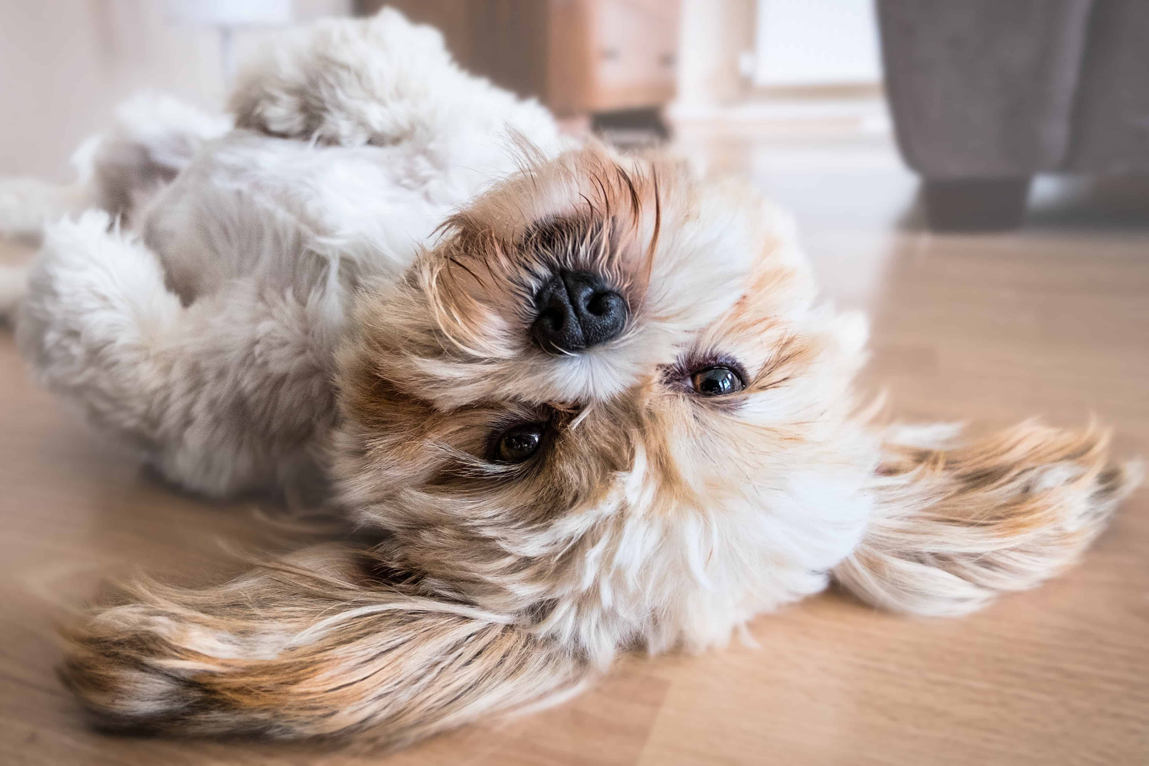 LhasaApso Lying looking at the camera