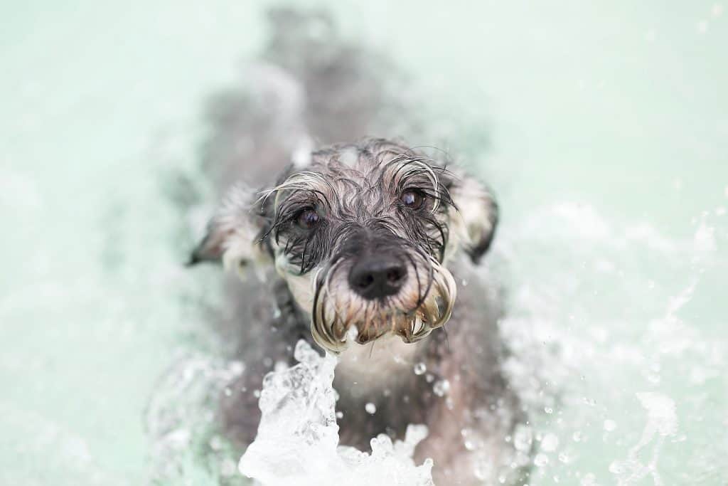 Your Miniature schnauzer bathing needs Sharda'sDog World