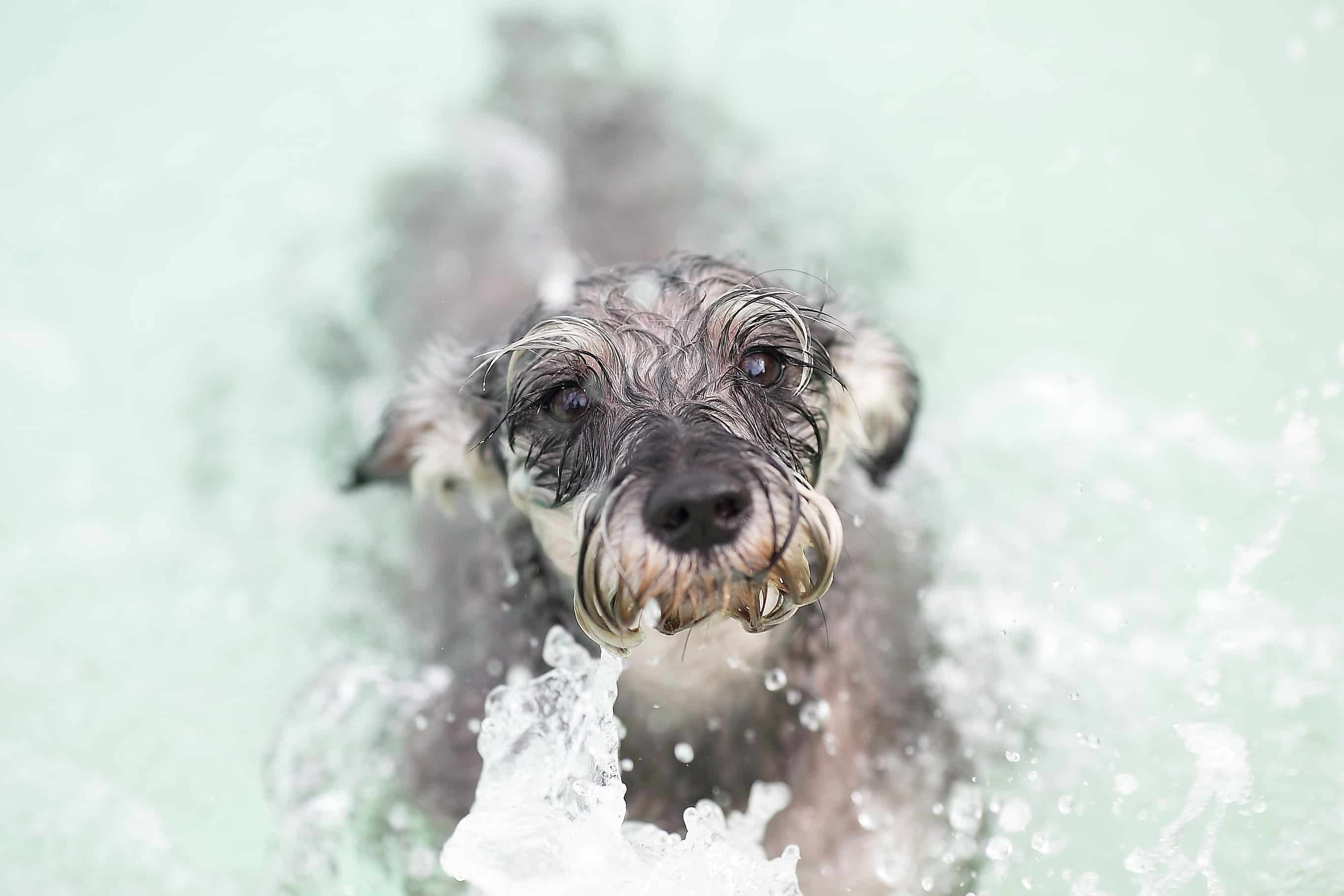 A Very Wet Miniature Schnauzer