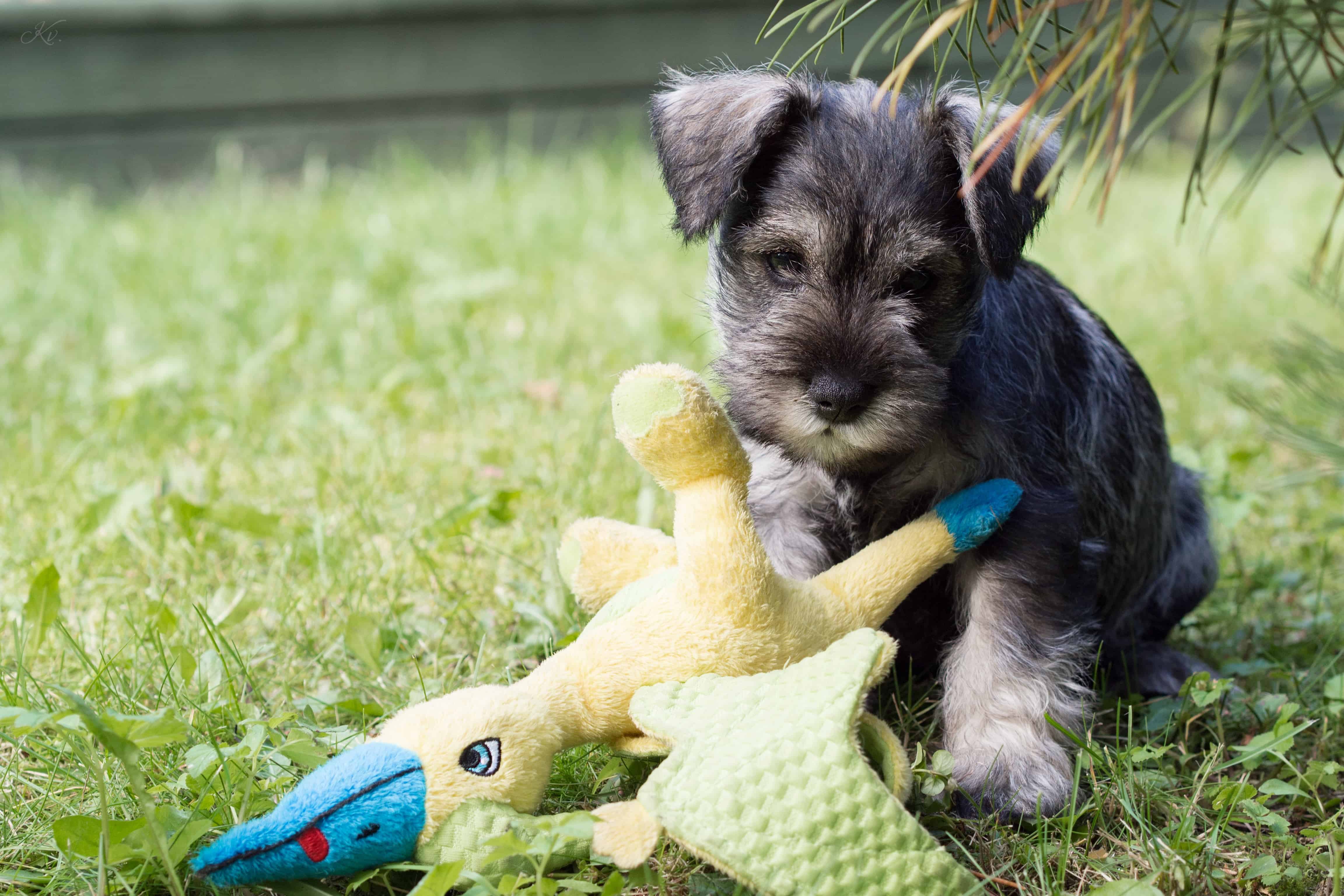 Cute Schnauzer Dog Playing With a Toy