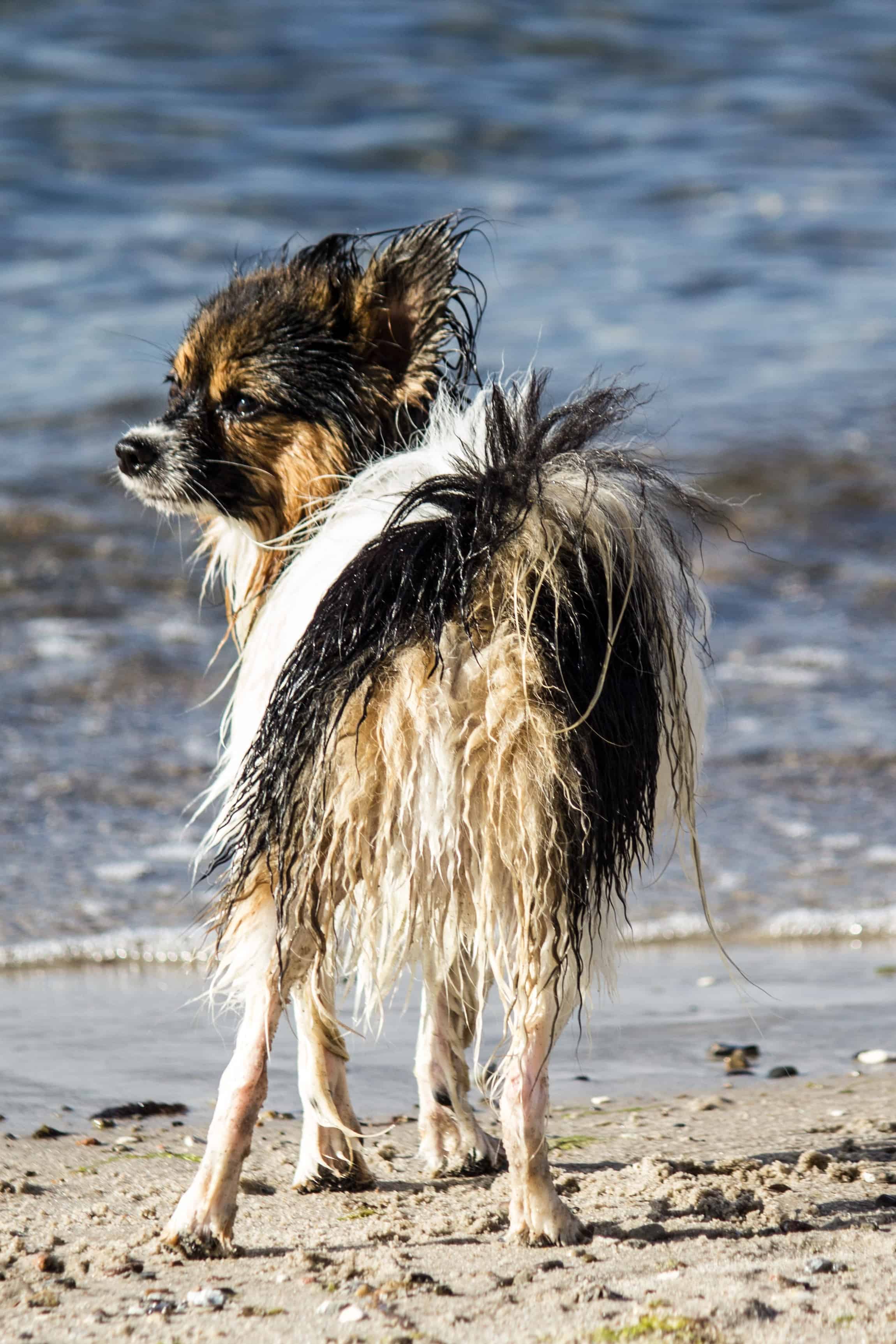 Wet Papillon Needs A Bath Near the Beach