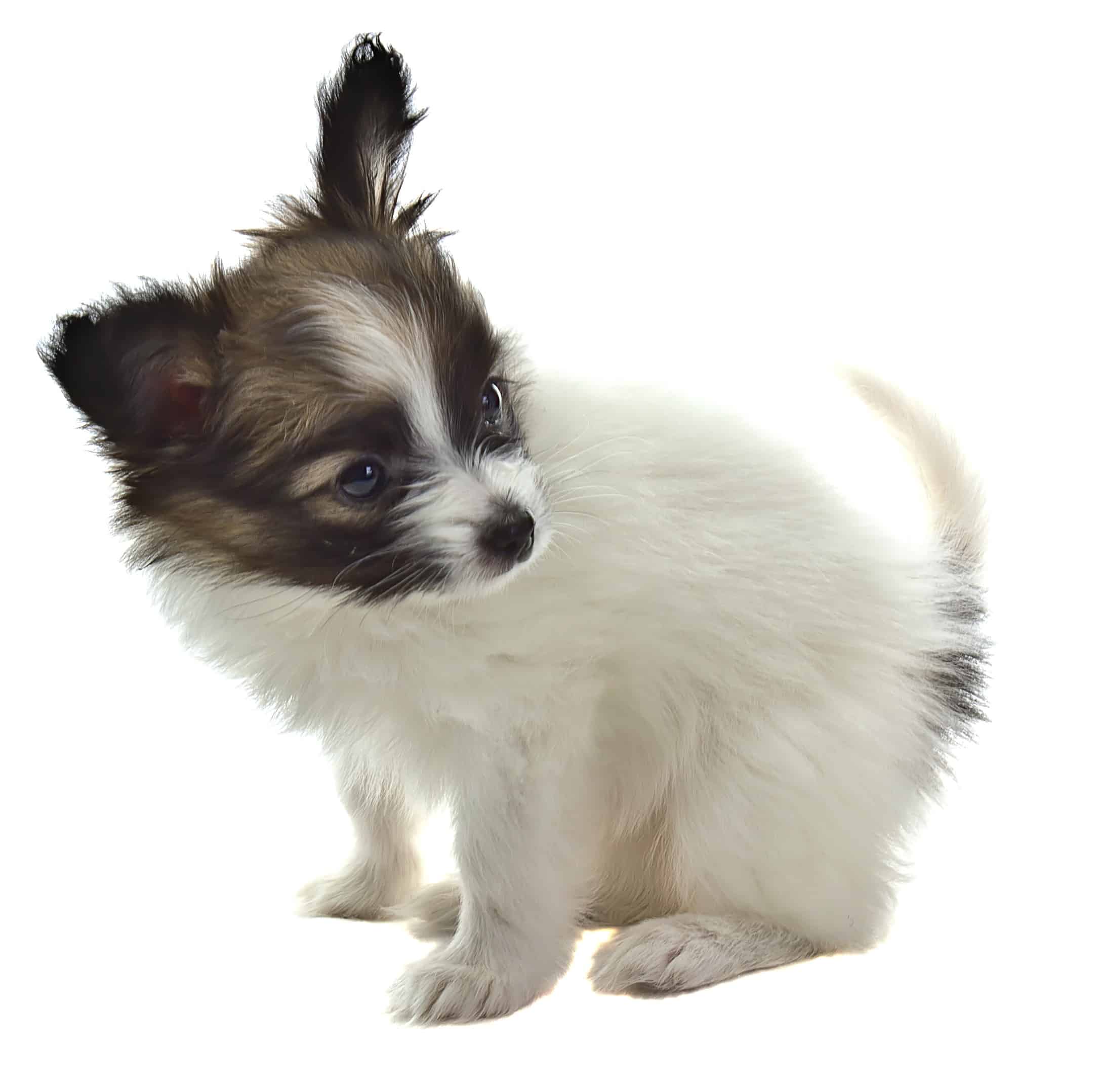 Papillon Puppy Sitting Down Ready for Potty training
