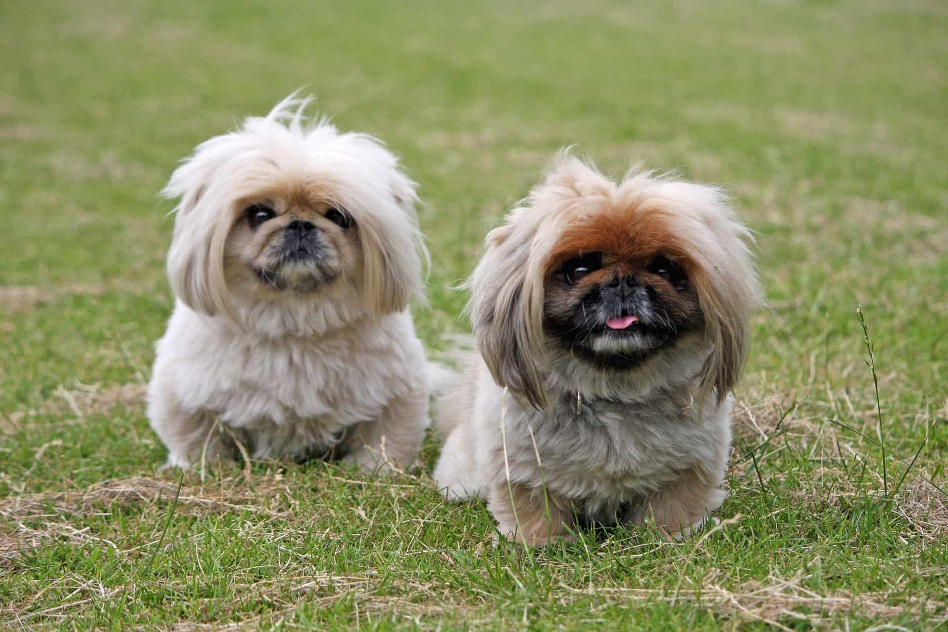 2Pekingese Standing on the Grass - Looking Hungry