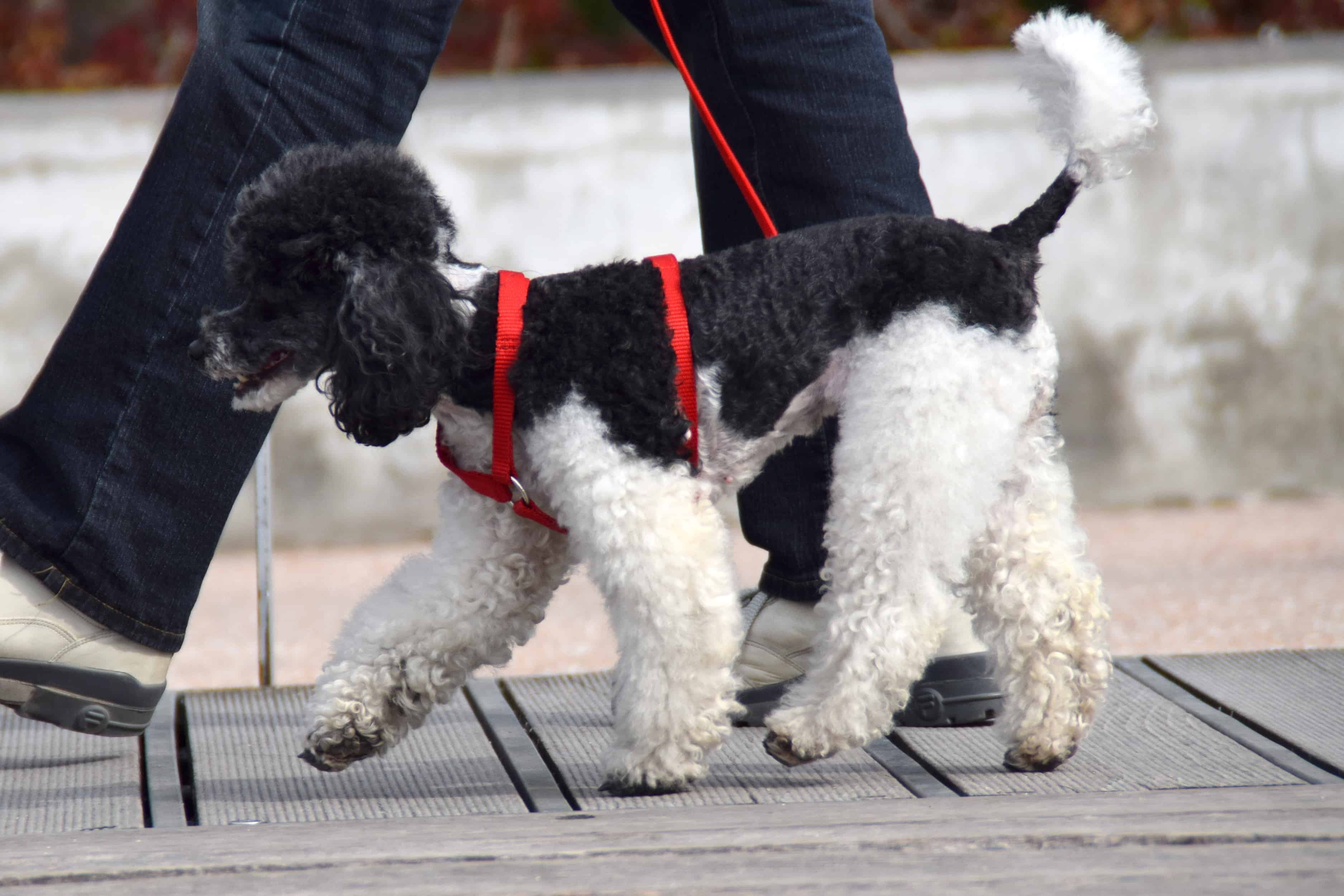 Poodle Walking on a Leash - Training