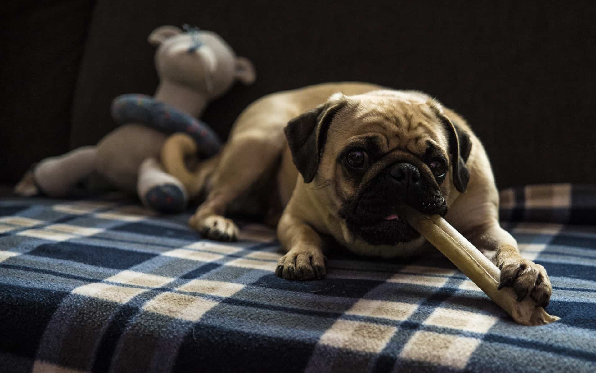 Pug Eating Bone